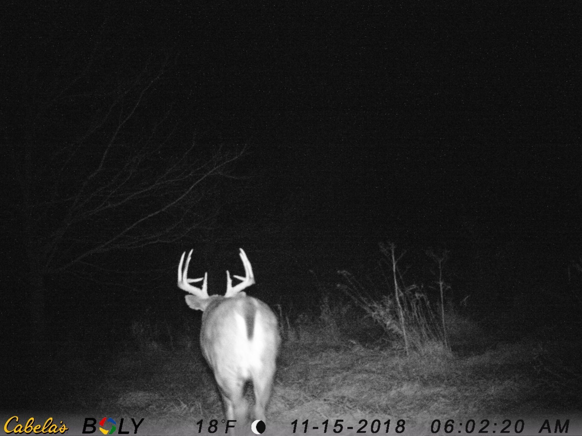 TRAIL CAMERA PICTURES