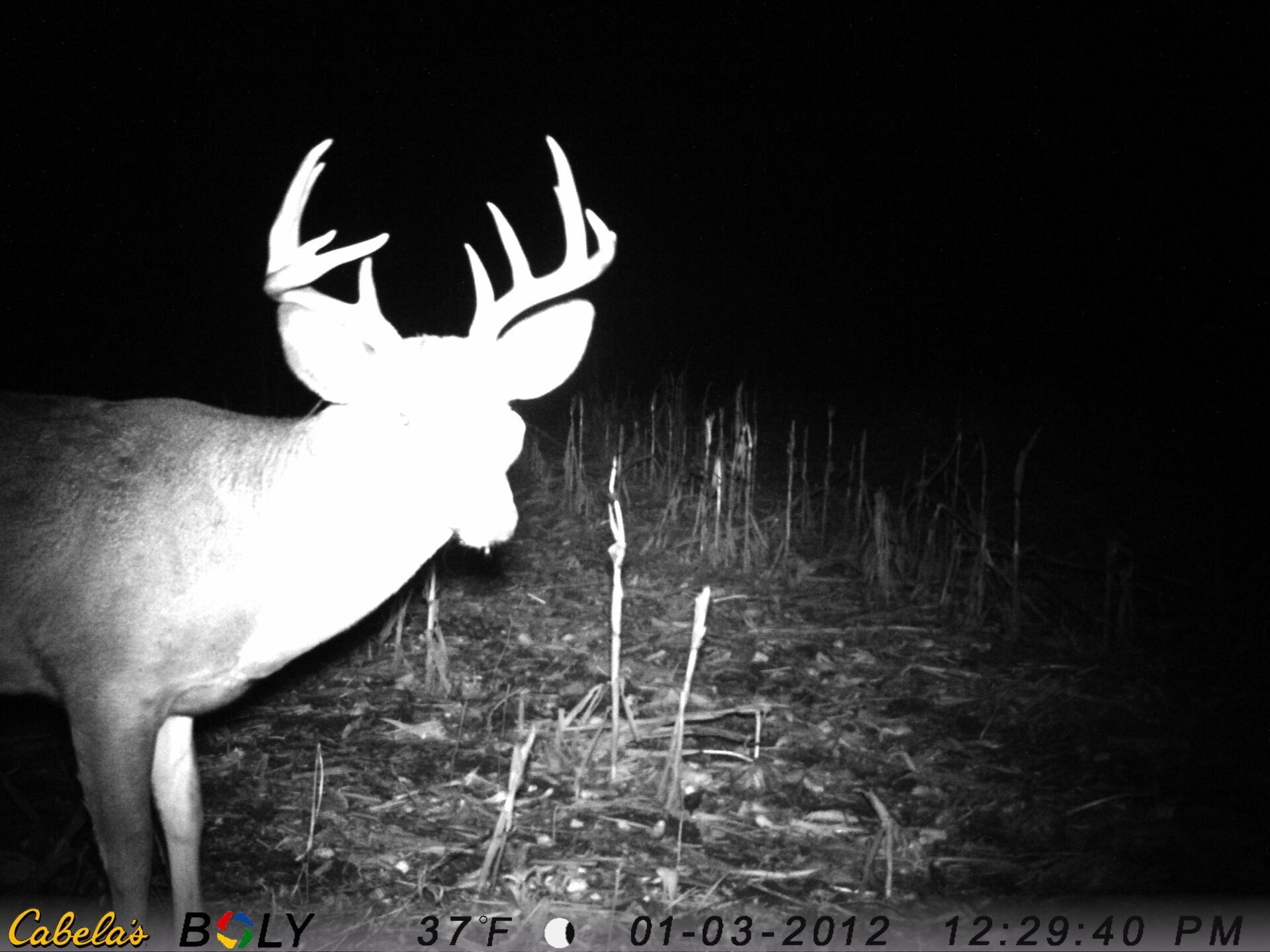 TRAIL CAMERA PICTURES