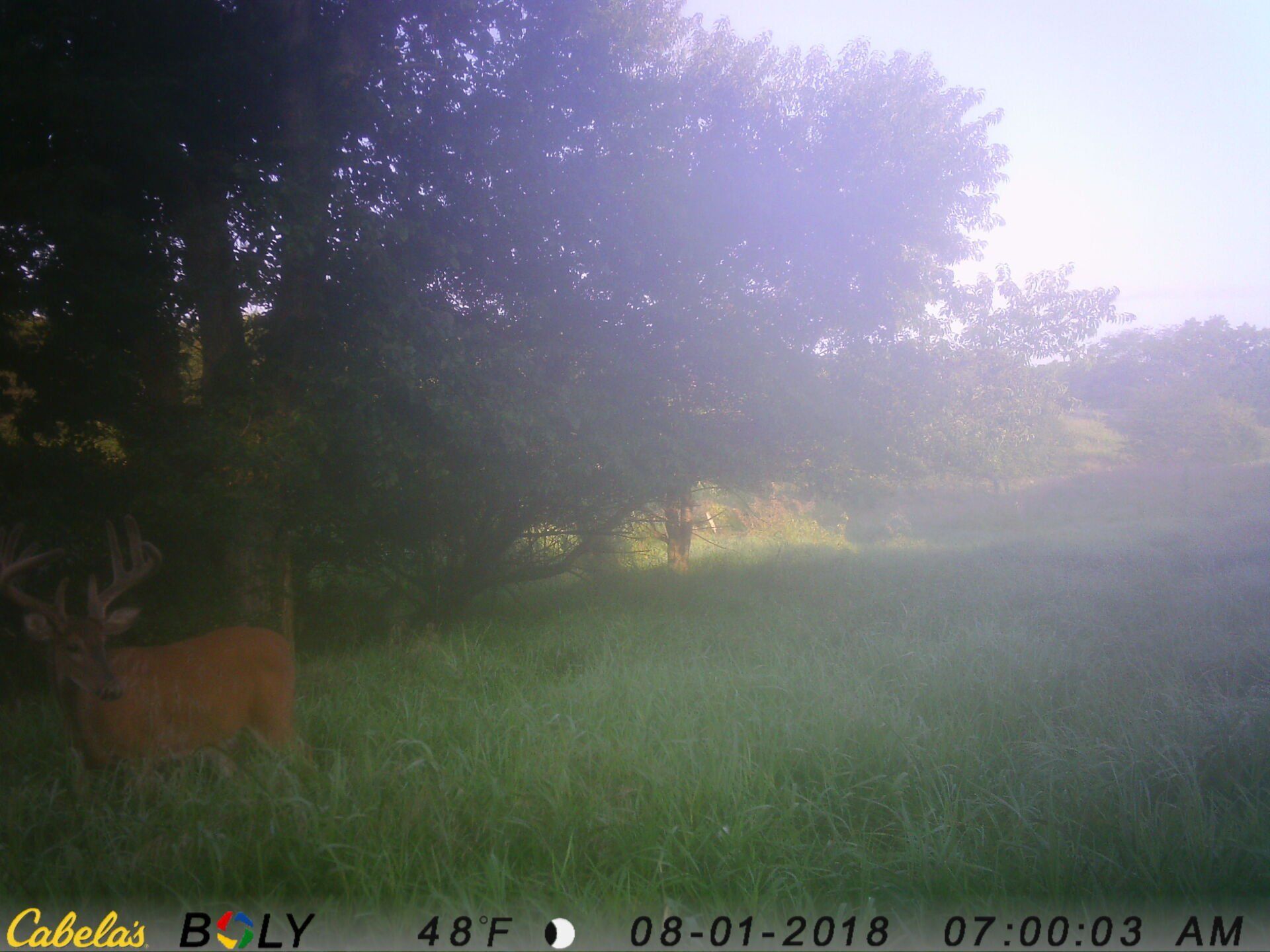 TRAIL CAMERA PICTURES