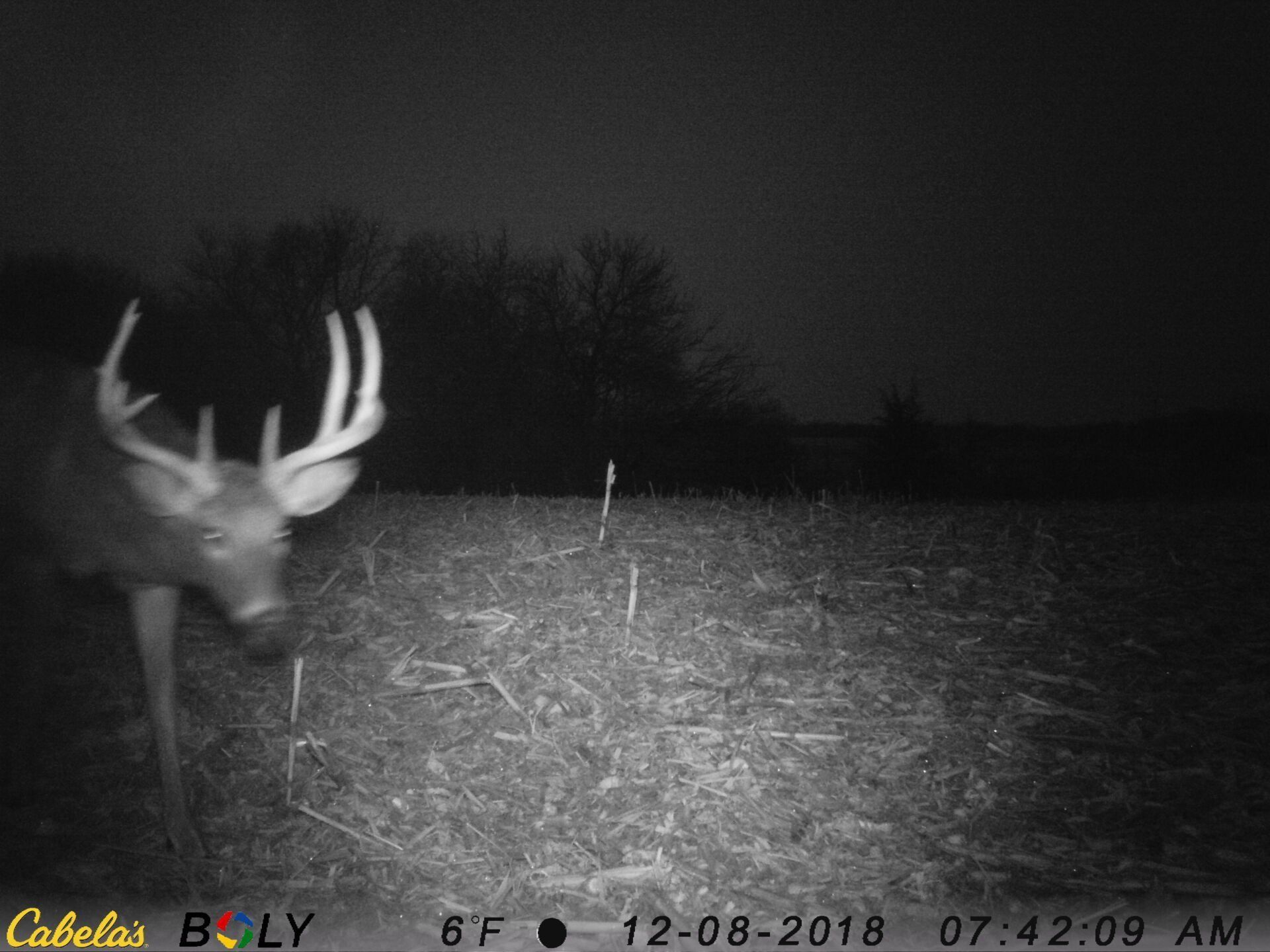 TRAIL CAMERA PICTURES
