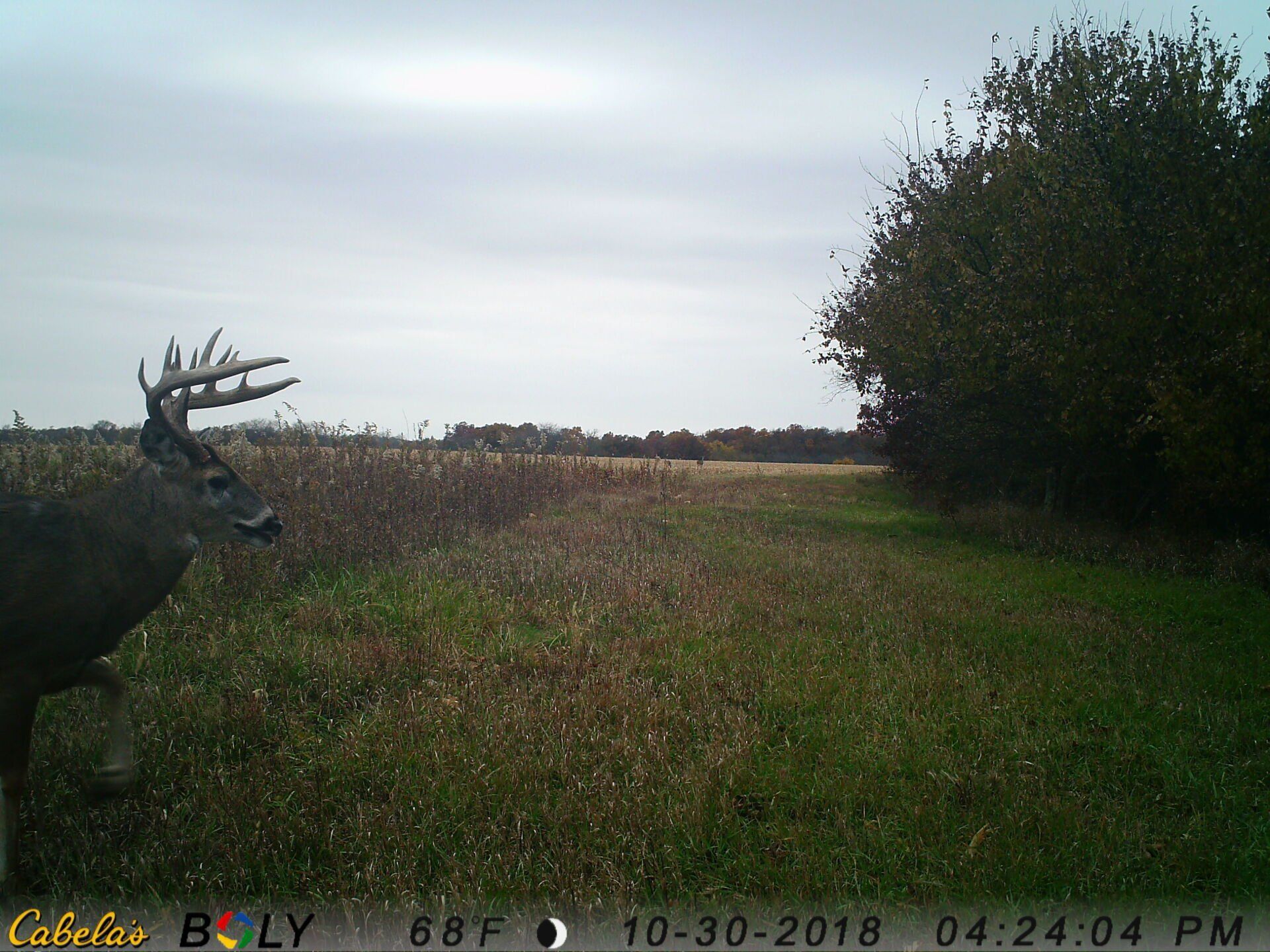 TRAIL CAMERA PICTURES