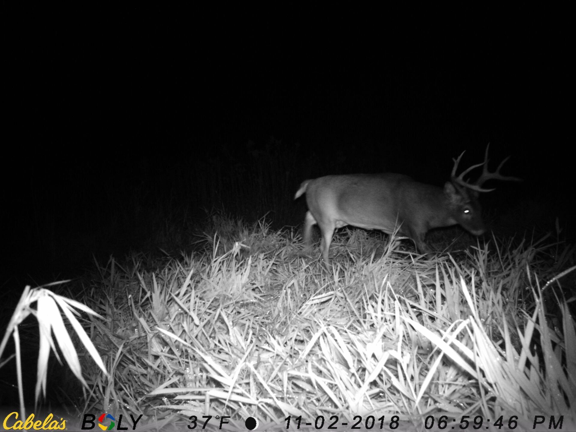 TRAIL CAMERA PICTURES