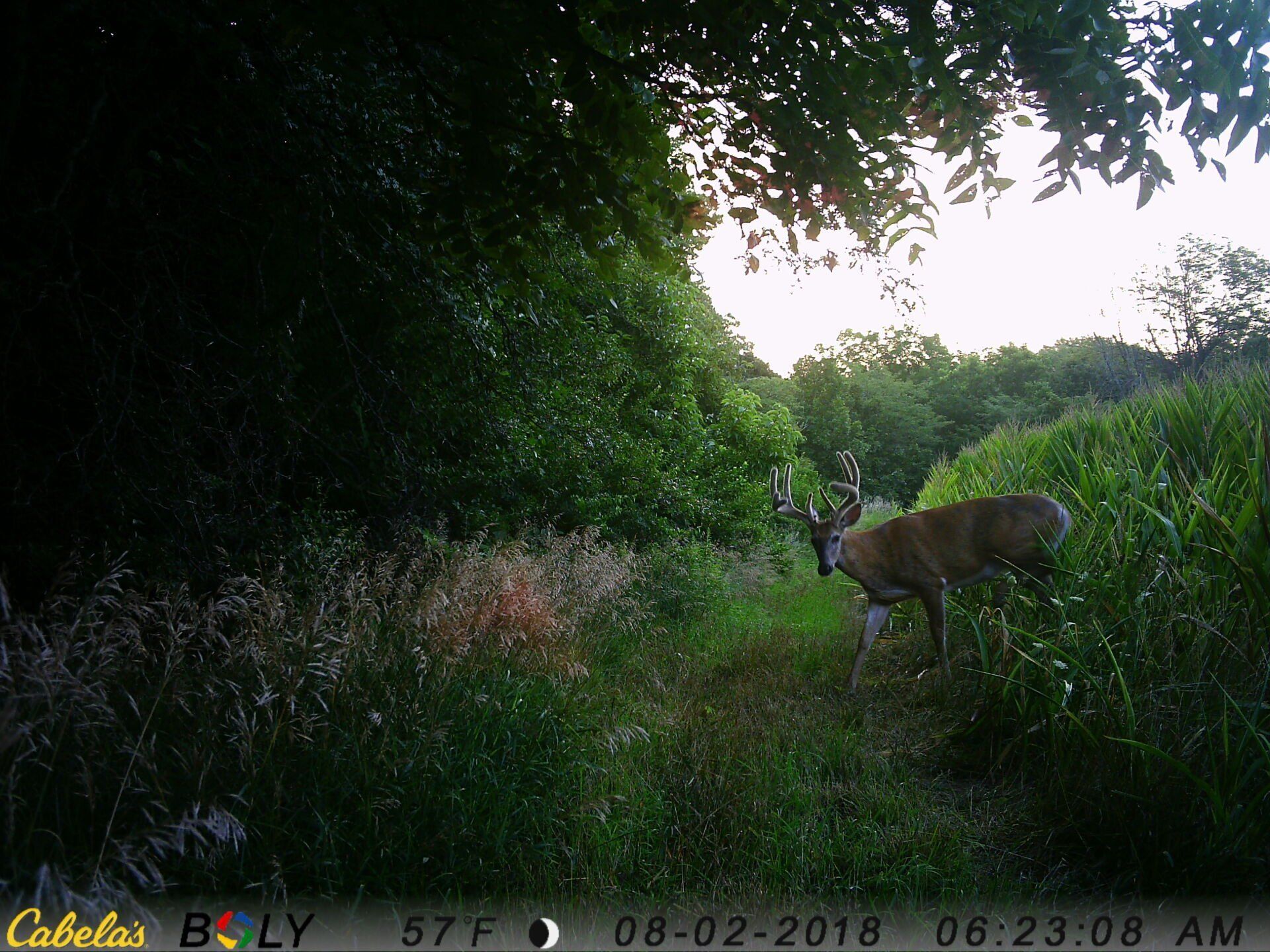 TRAIL CAMERA PICTURES
