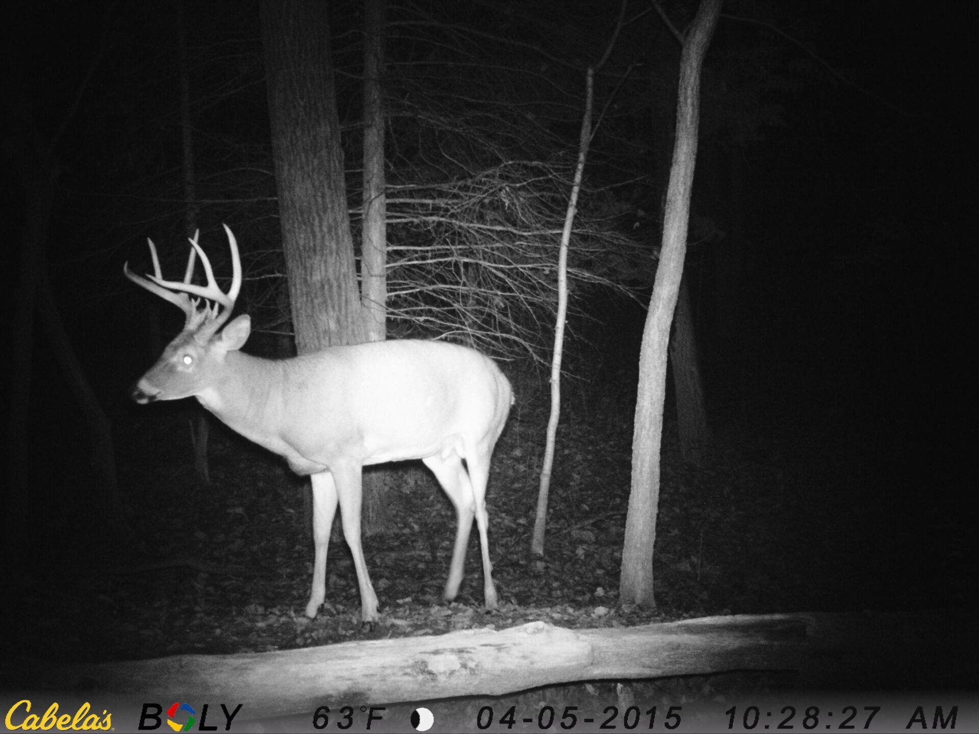 TRAIL CAMERA PICTURES