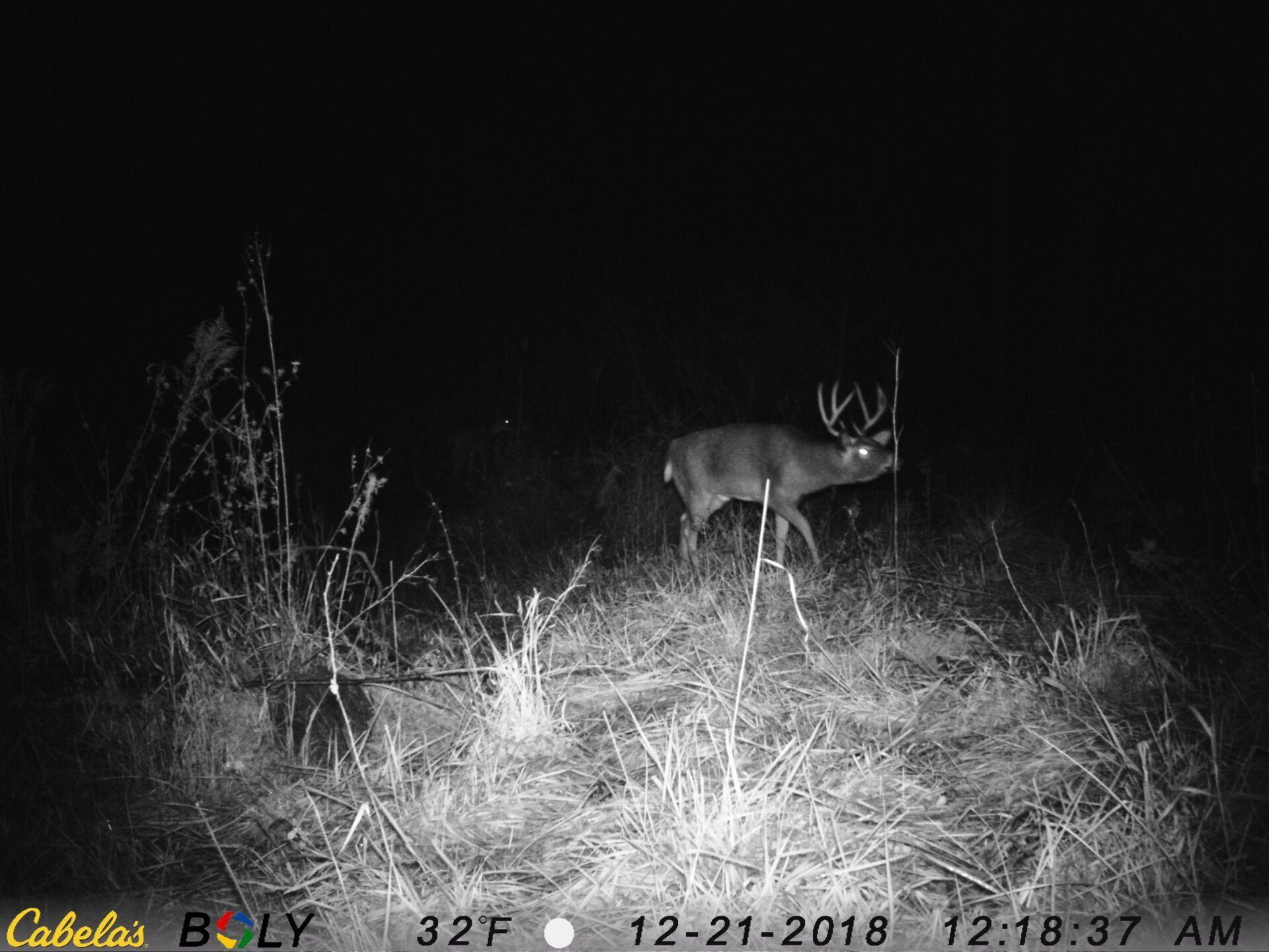 TRAIL CAMERA PICTURES