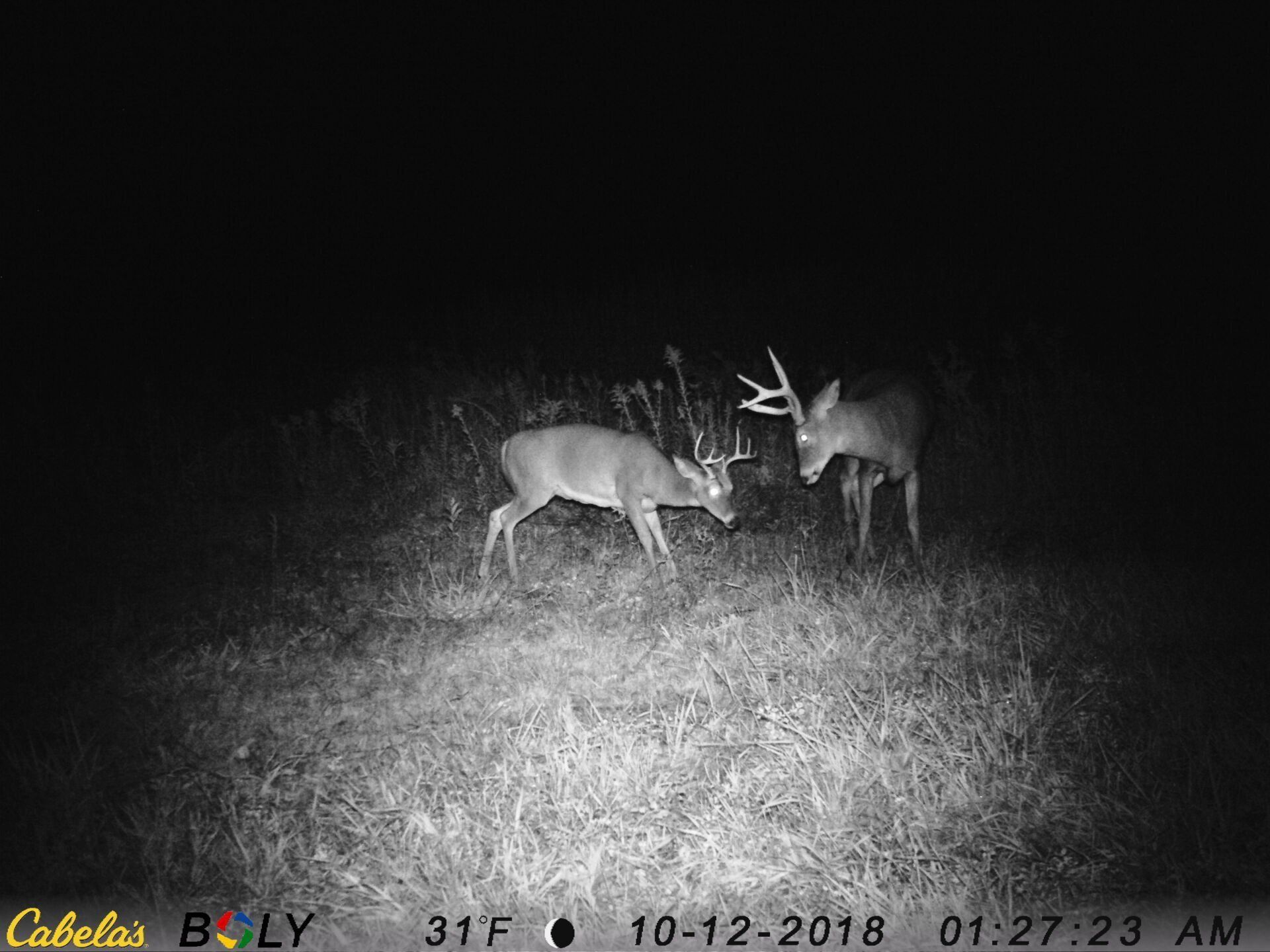 TRAIL CAMERA PICTURES