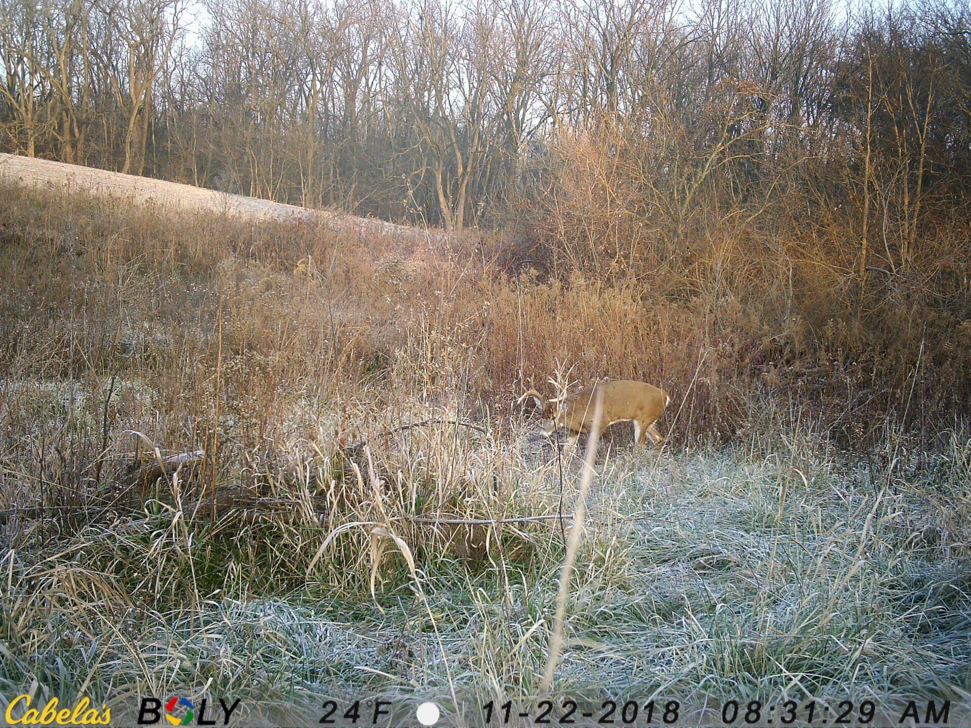 TRAIL CAMERA PICTURES