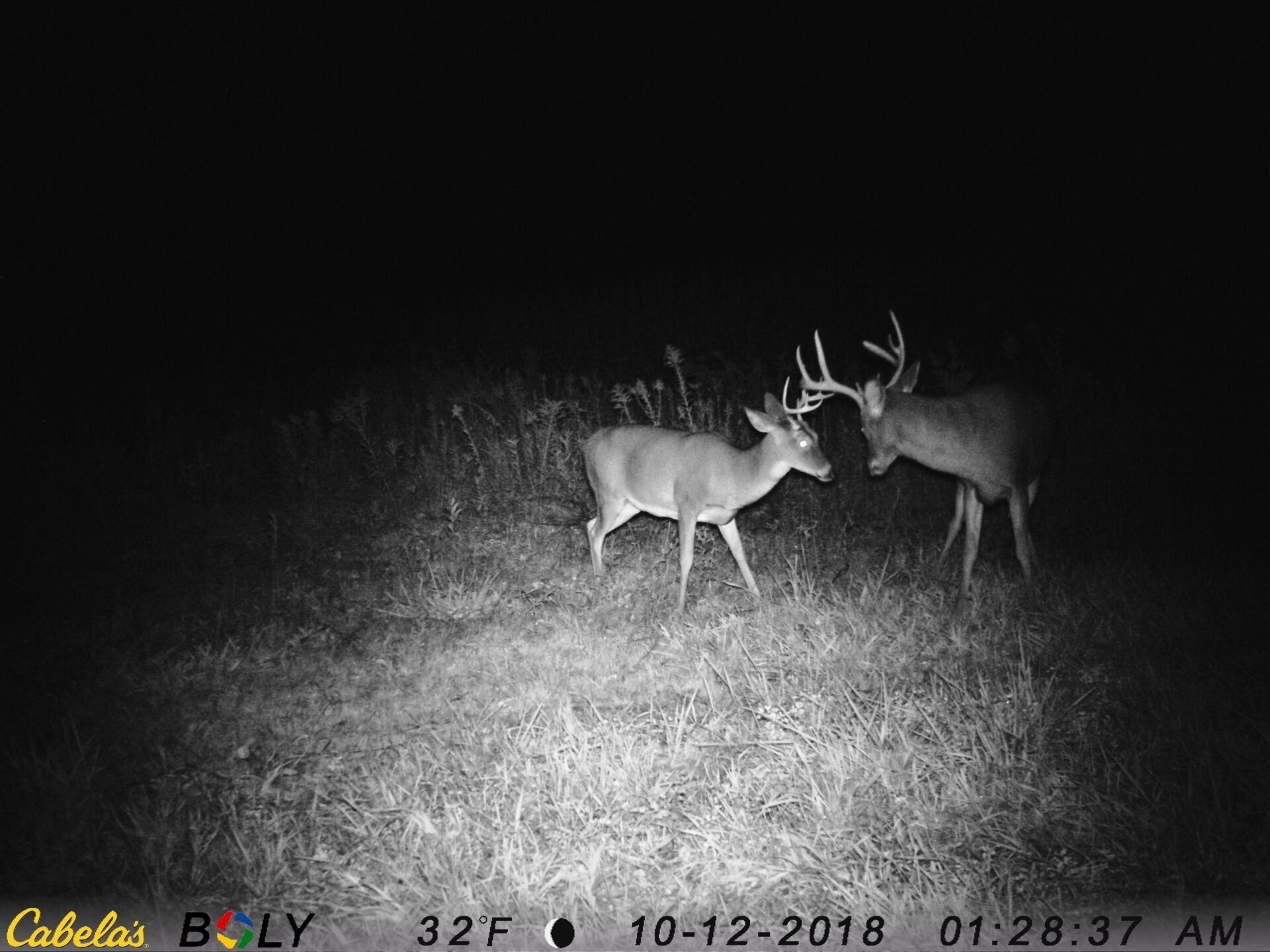 TRAIL CAMERA PICTURES