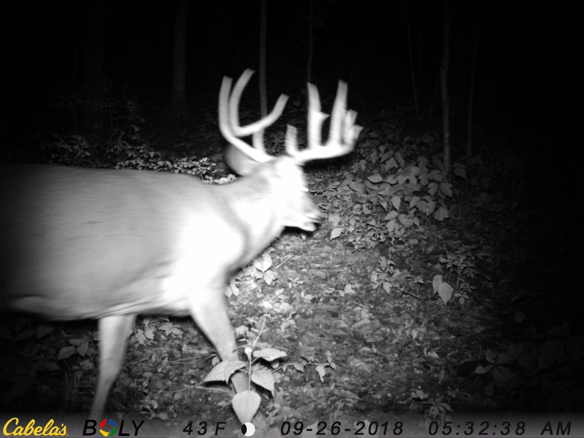 TRAIL CAMERA PICTURES