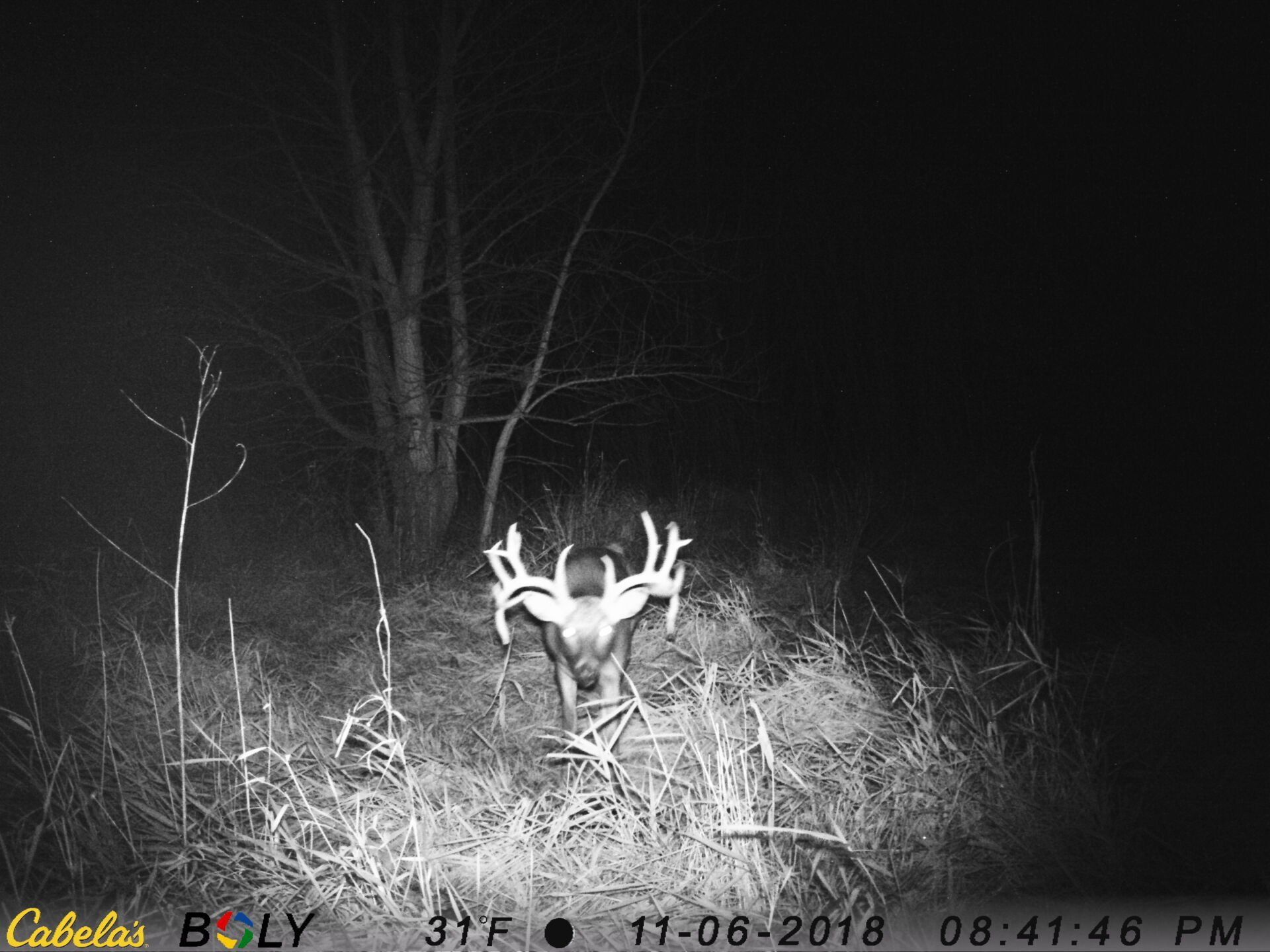 TRAIL CAMERA PICTURES