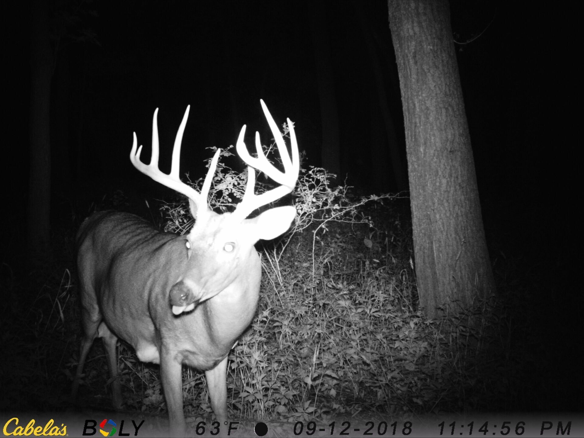 TRAIL CAMERA PICTURES