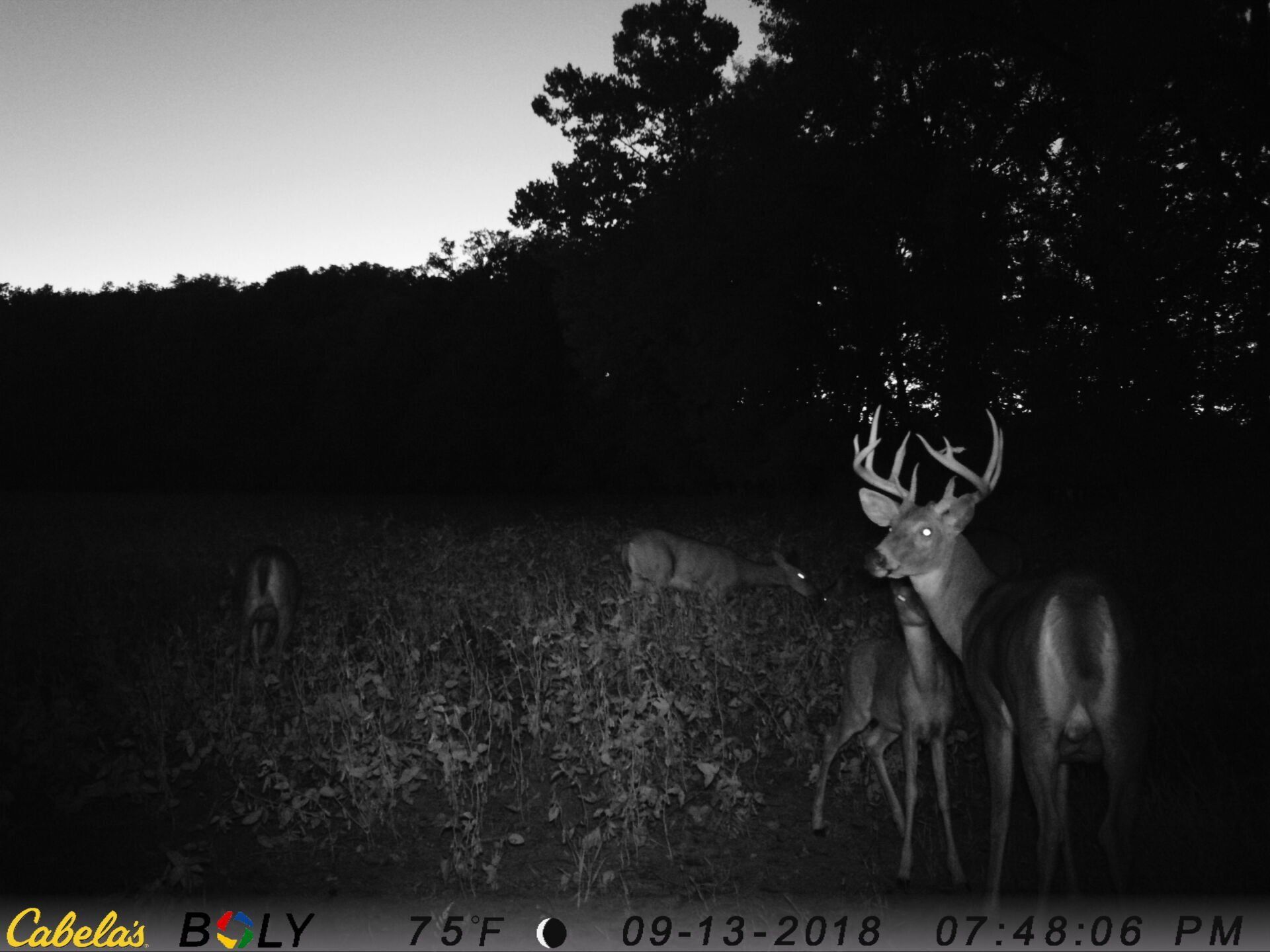 TRAIL CAMERA PICTURES