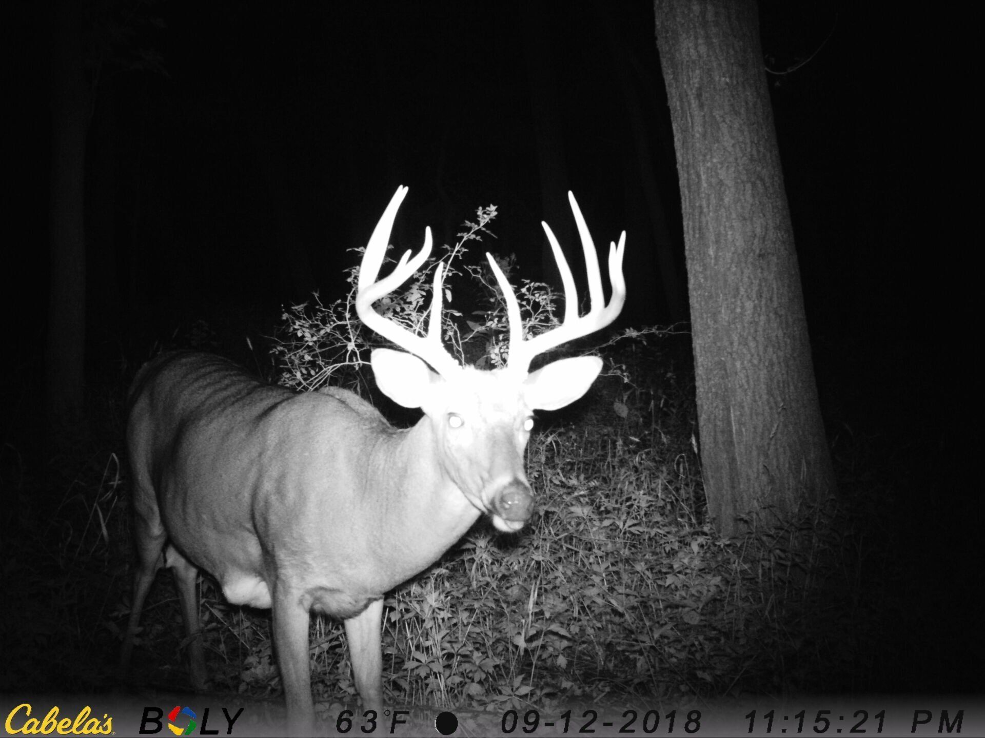 TRAIL CAMERA PICTURES