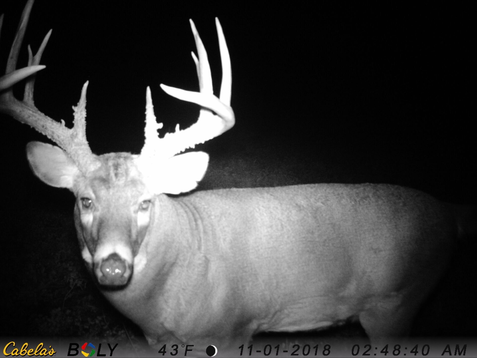 TRAIL CAMERA PICTURES