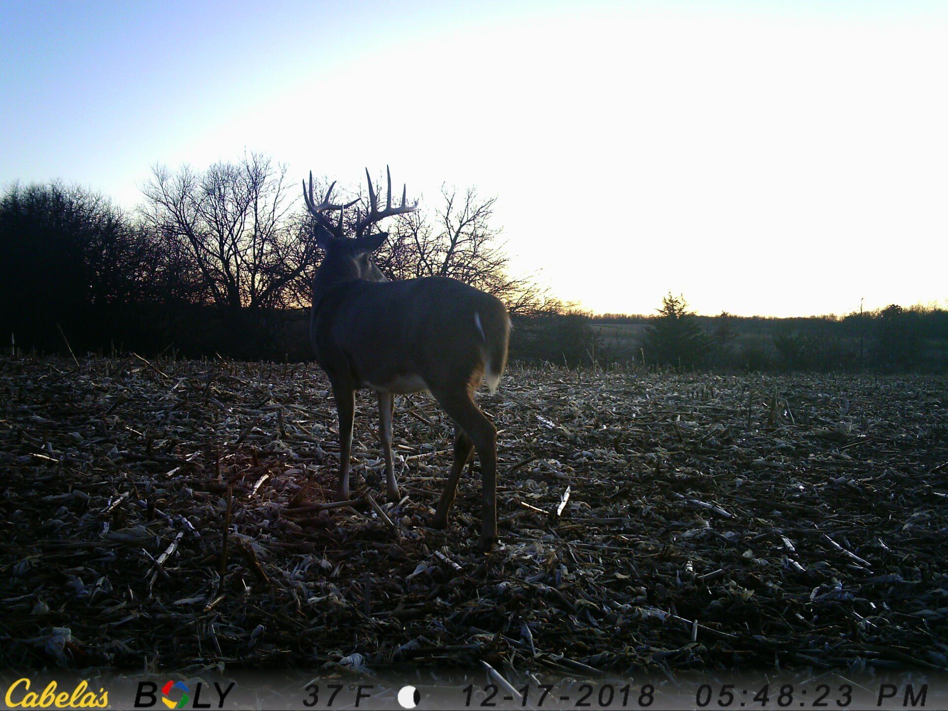 TRAIL CAMERA PICTURES