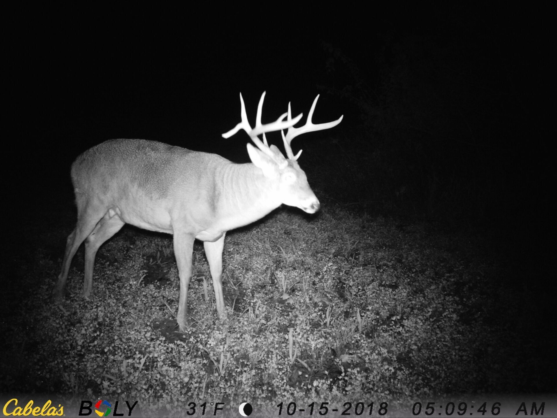TRAIL CAMERA PICTURES