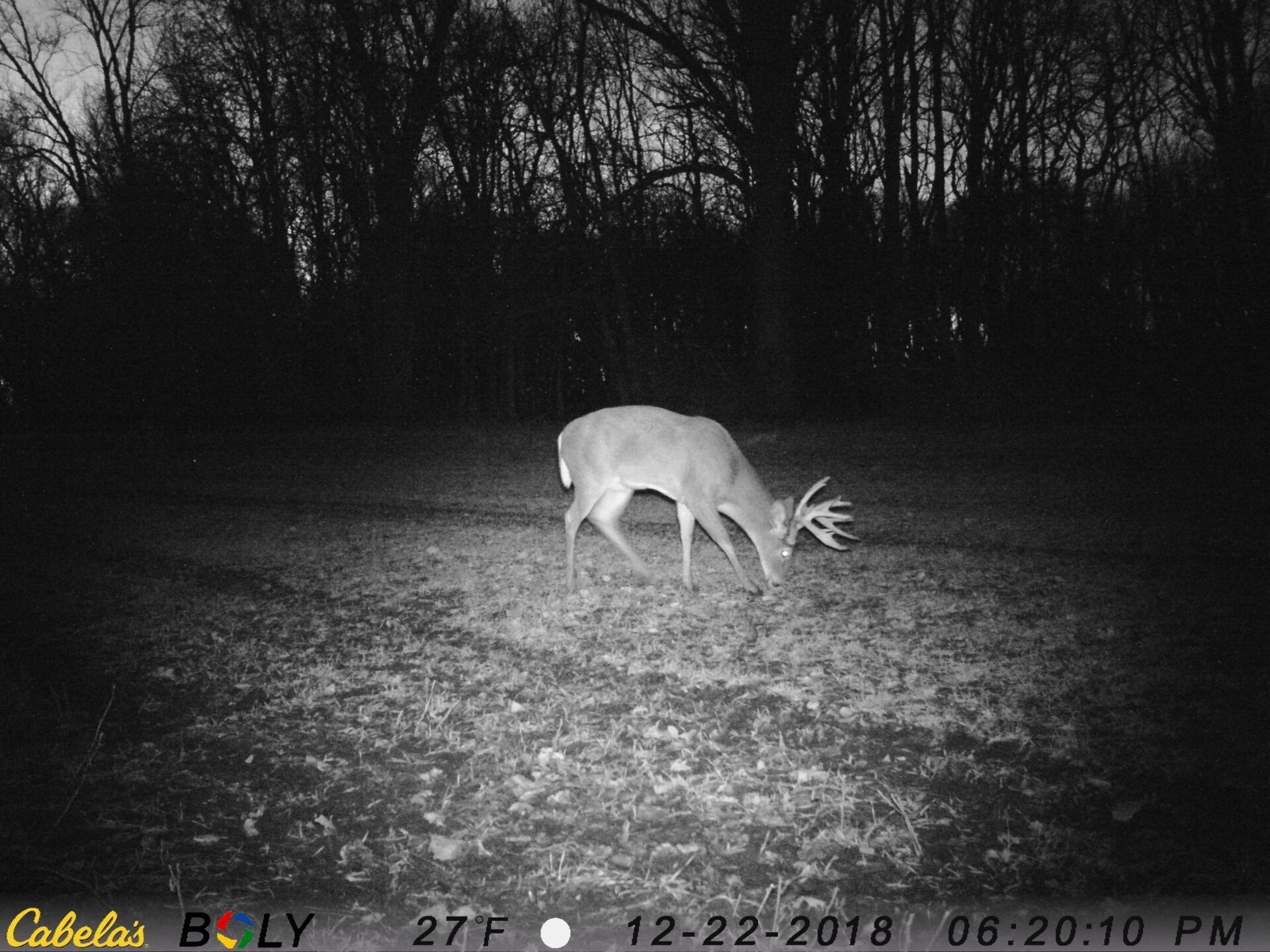 TRAIL CAMERA PICTURES