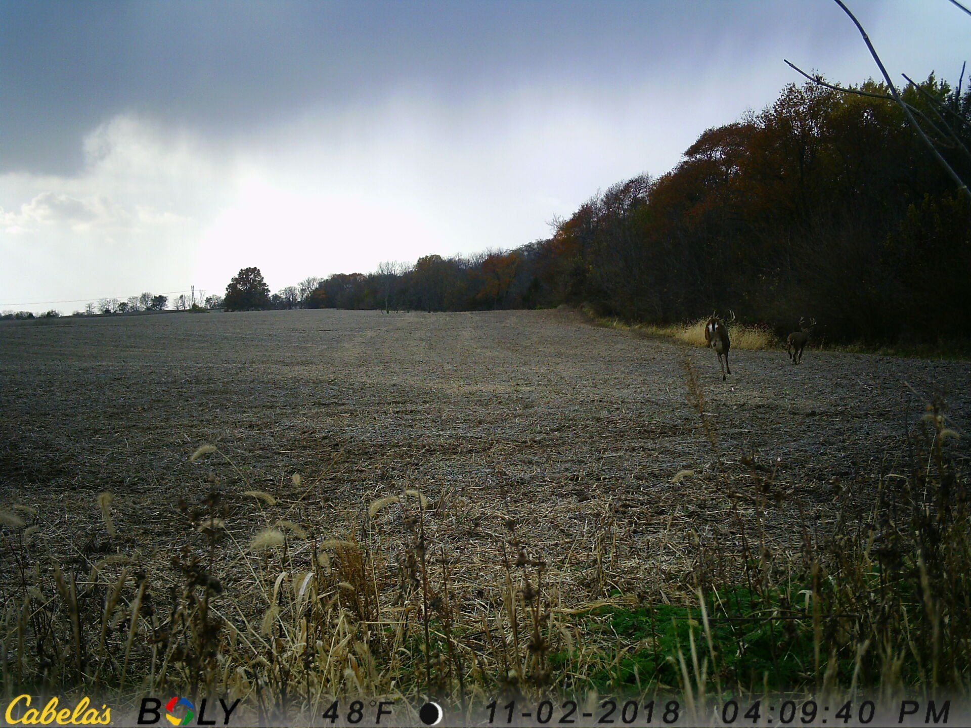 TRAIL CAMERA PICTURES