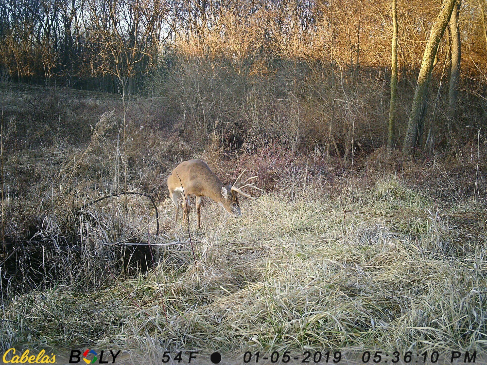 TRAIL CAMERA PICTURES