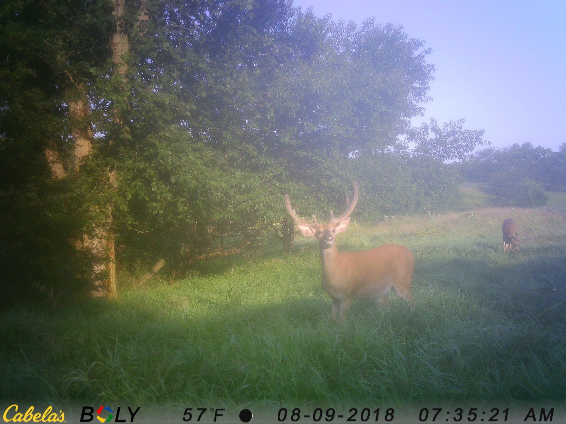 TRAIL CAMERA PICTURES