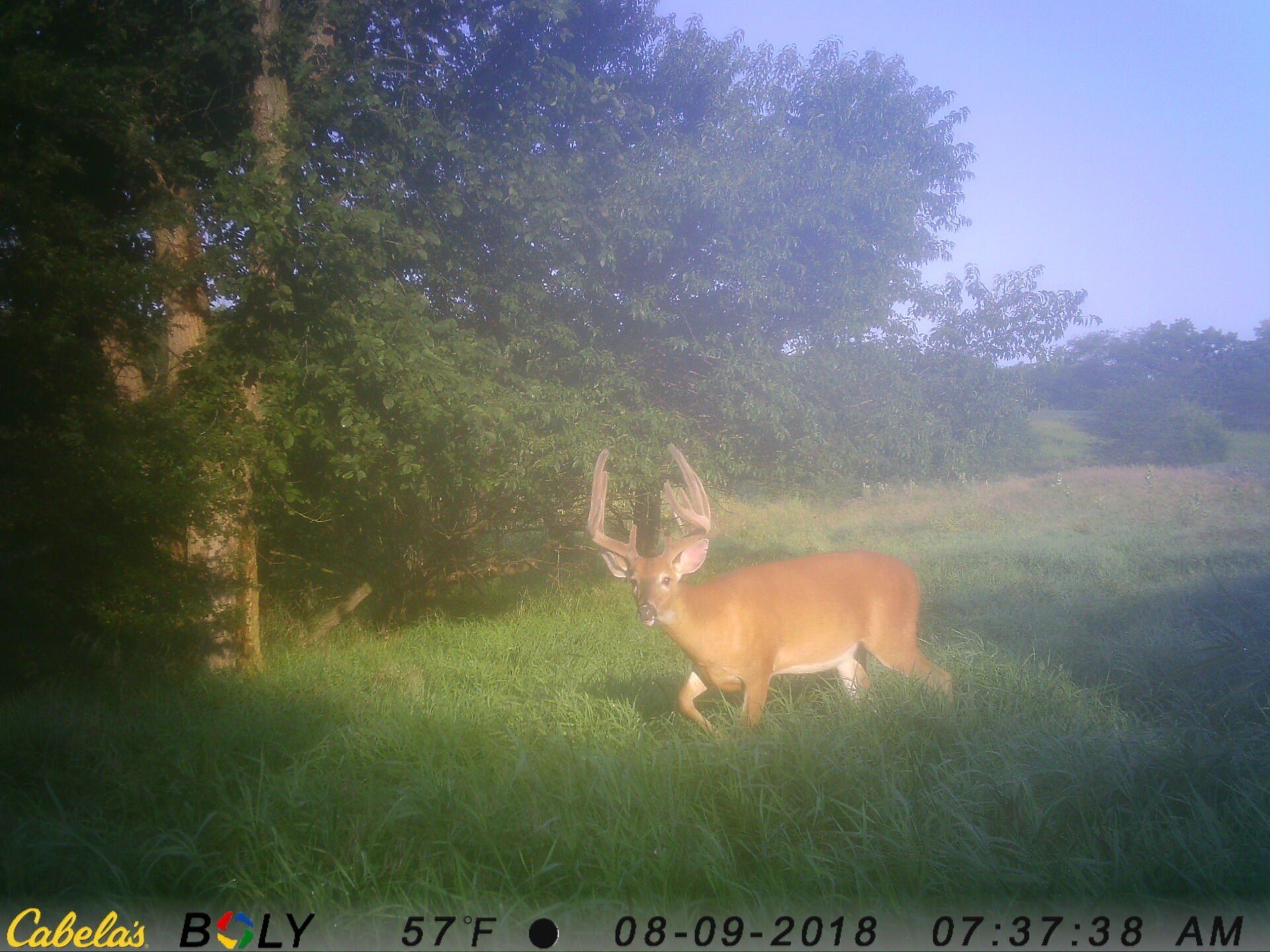 TRAIL CAMERA PICTURES