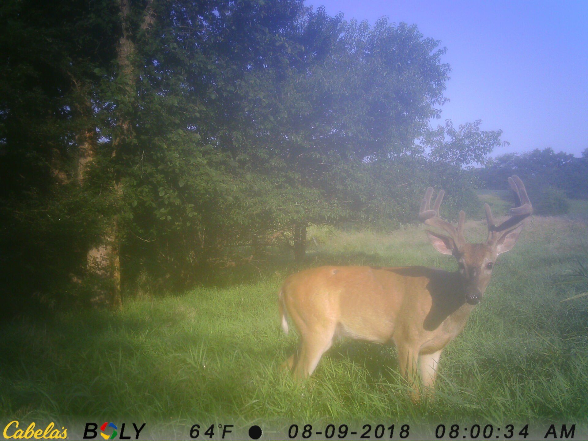 TRAIL CAMERA PICTURES