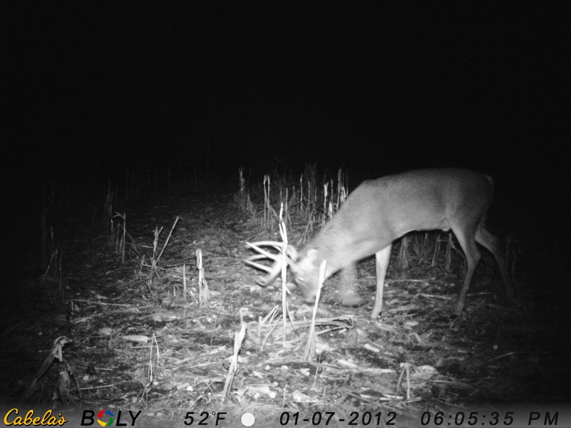 TRAIL CAMERA PICTURES
