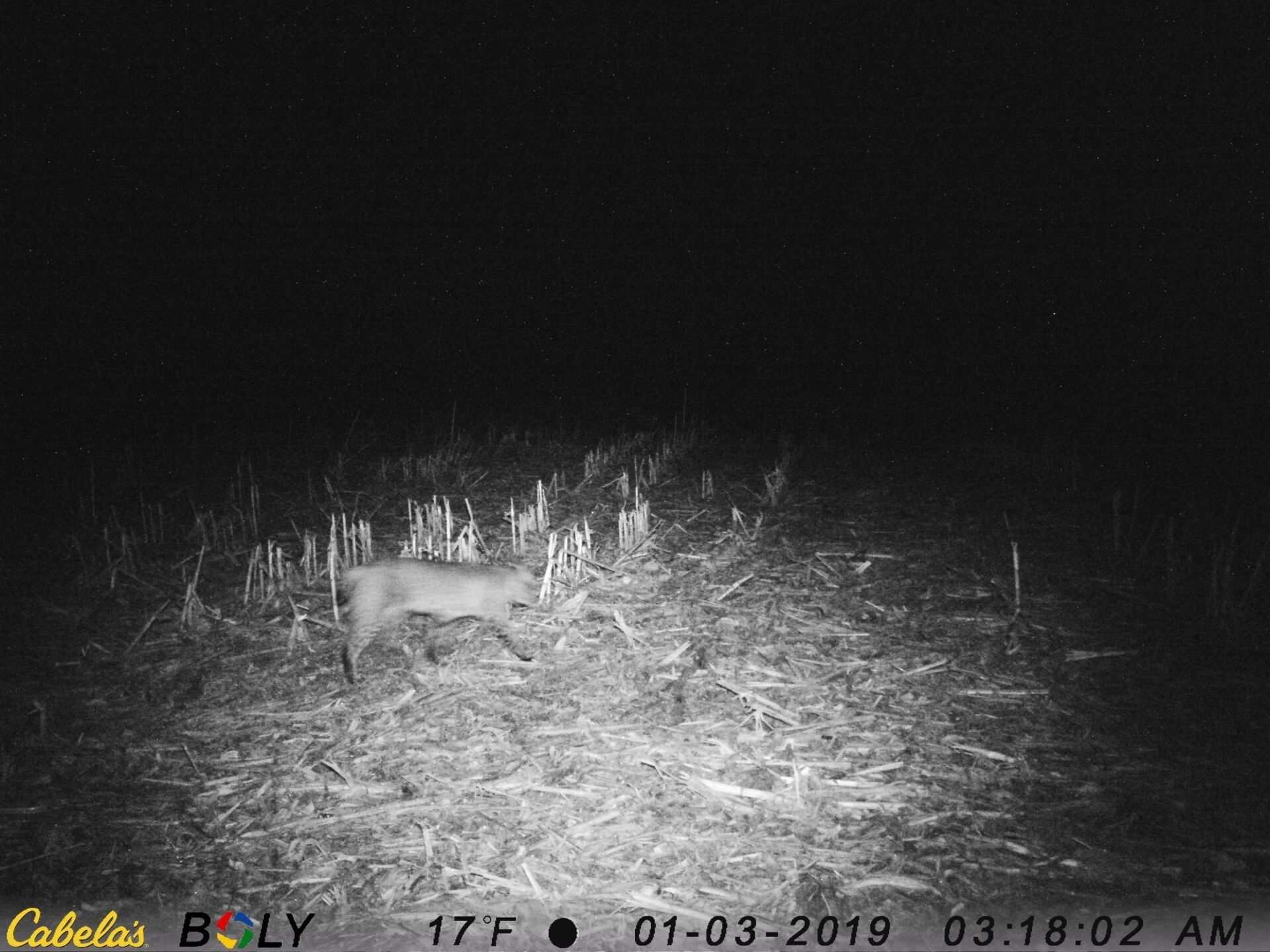 TRAIL CAMERA PICTURES