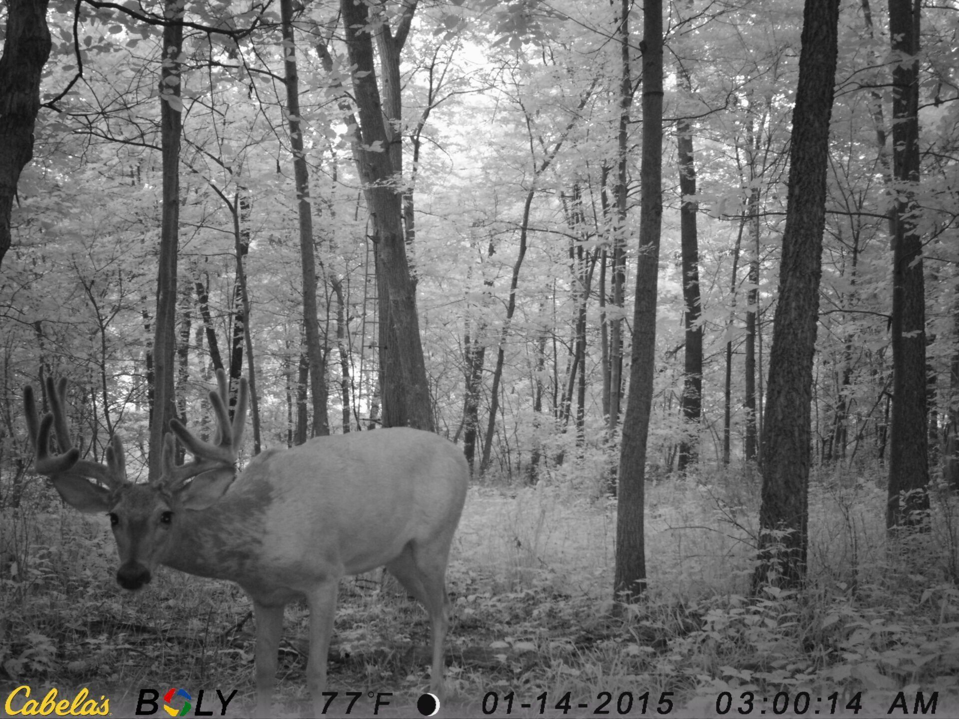 TRAIL CAMERA PICTURES