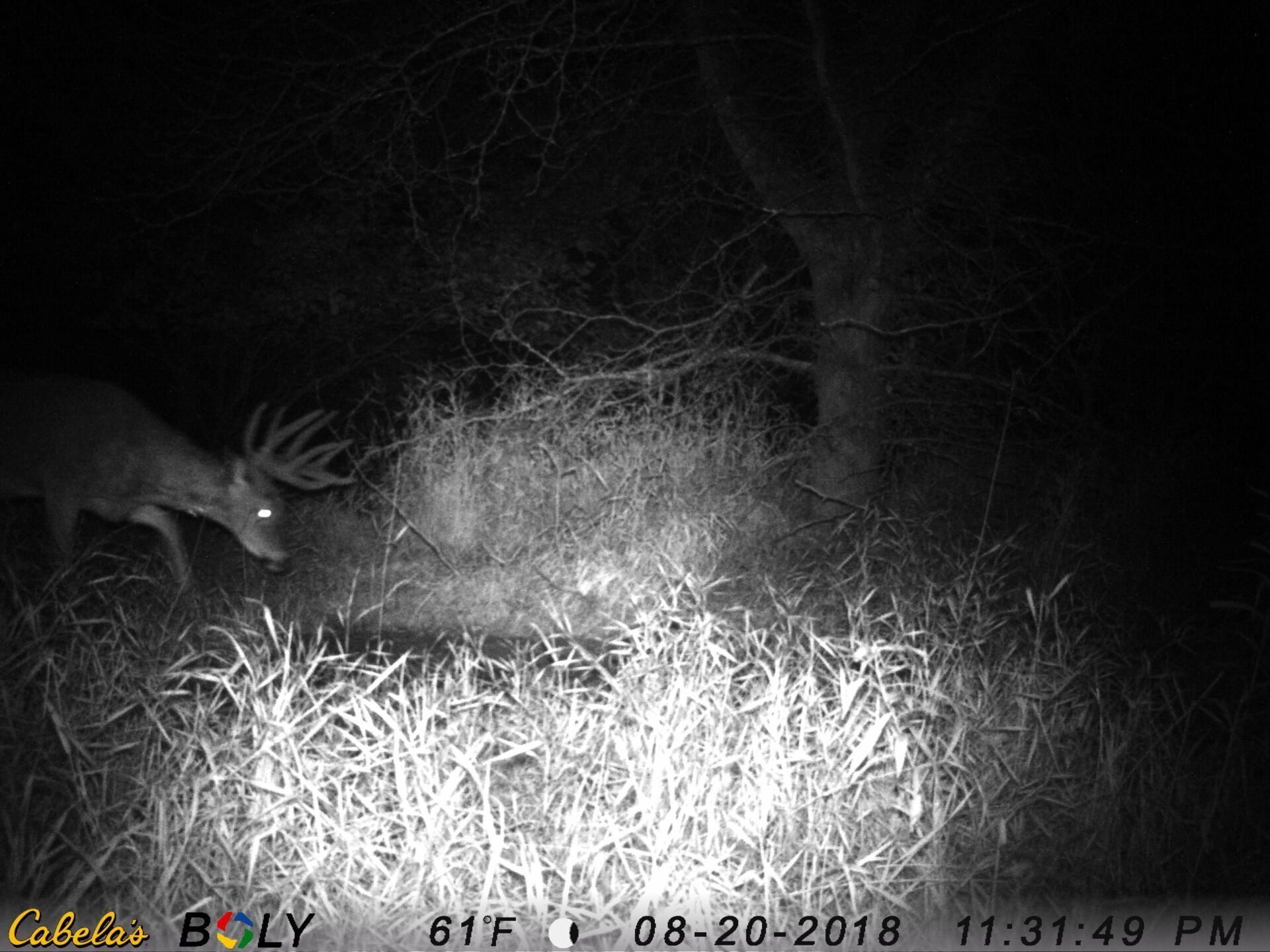 TRAIL CAMERA PICTURES
