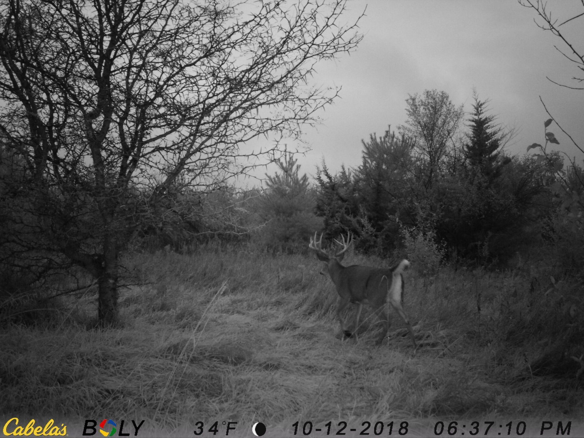 TRAIL CAMERA PICTURES