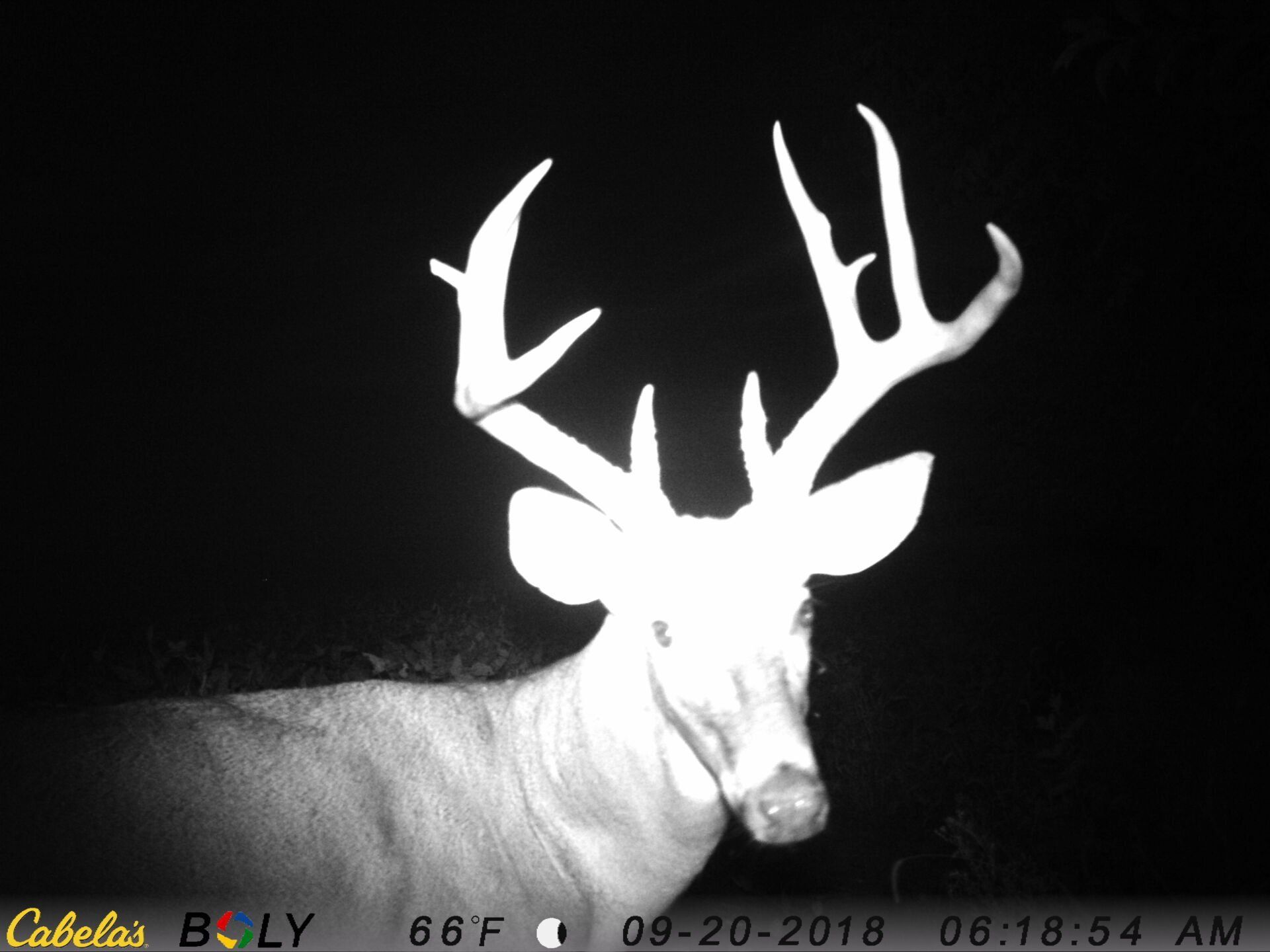 TRAIL CAMERA PICTURES