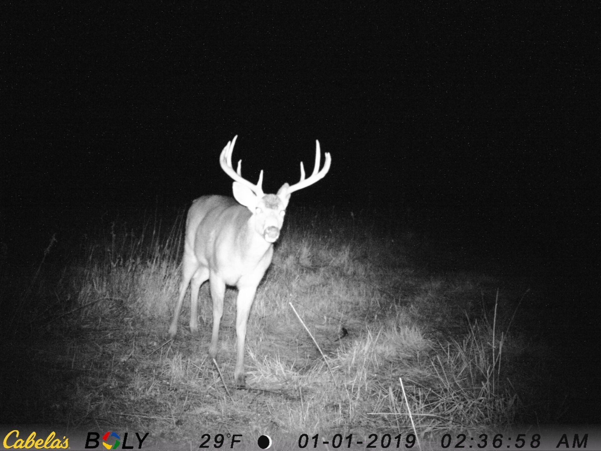 TRAIL CAMERA PICTURES