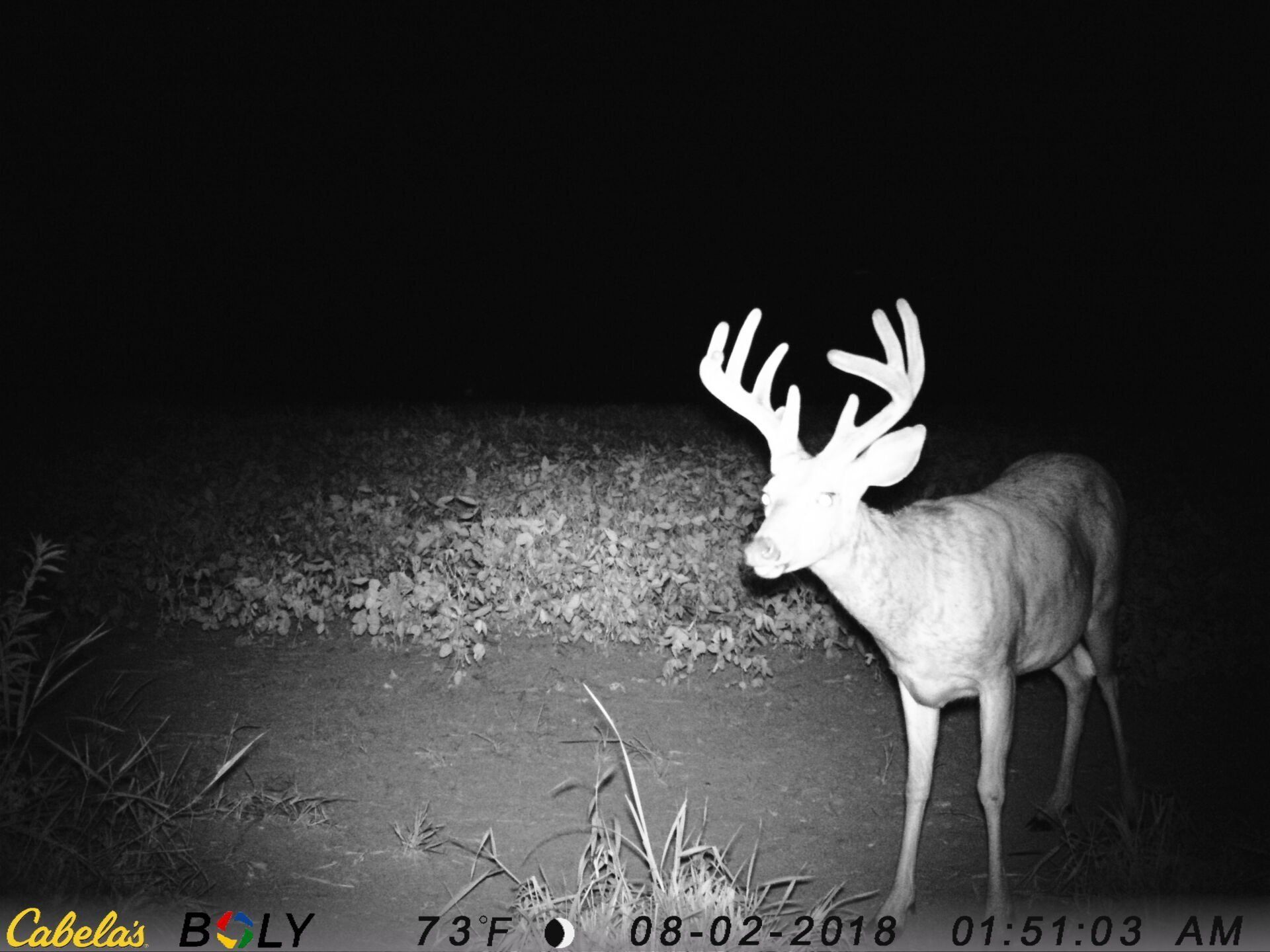 TRAIL CAMERA PICTURES