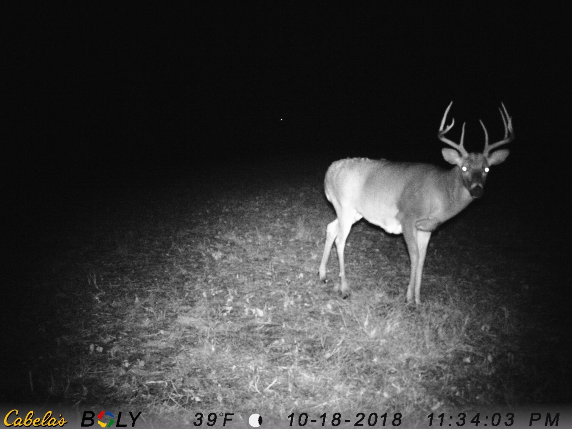 TRAIL CAMERA PICTURES