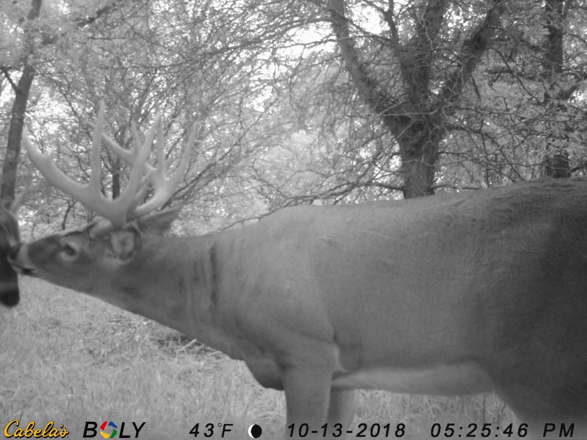 TRAIL CAMERA PICTURES