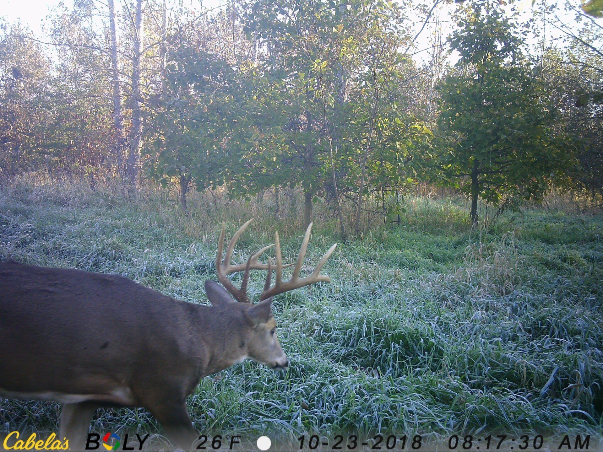 TRAIL CAMERA PICTURES