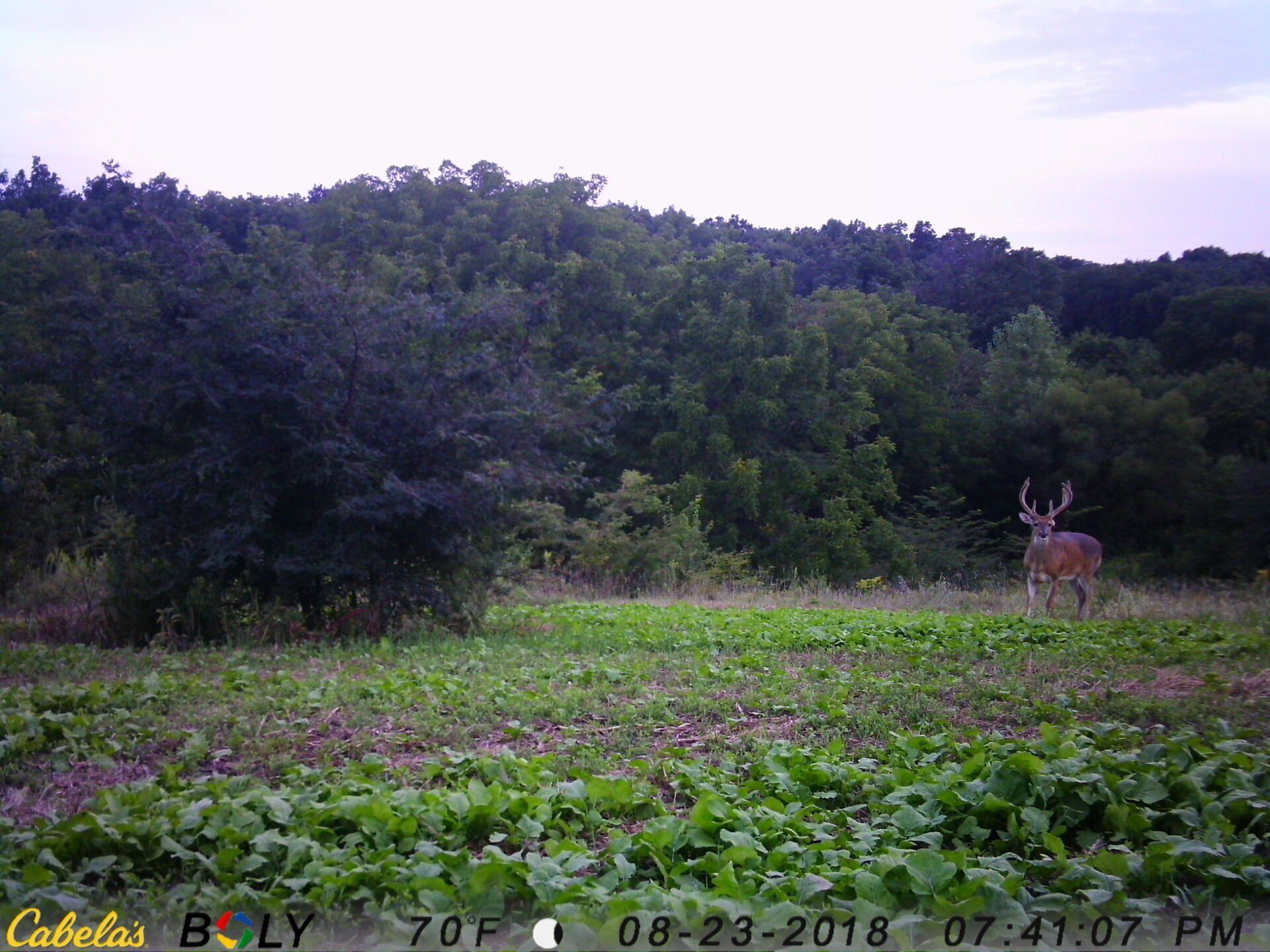 TRAIL CAMERA PICTURES