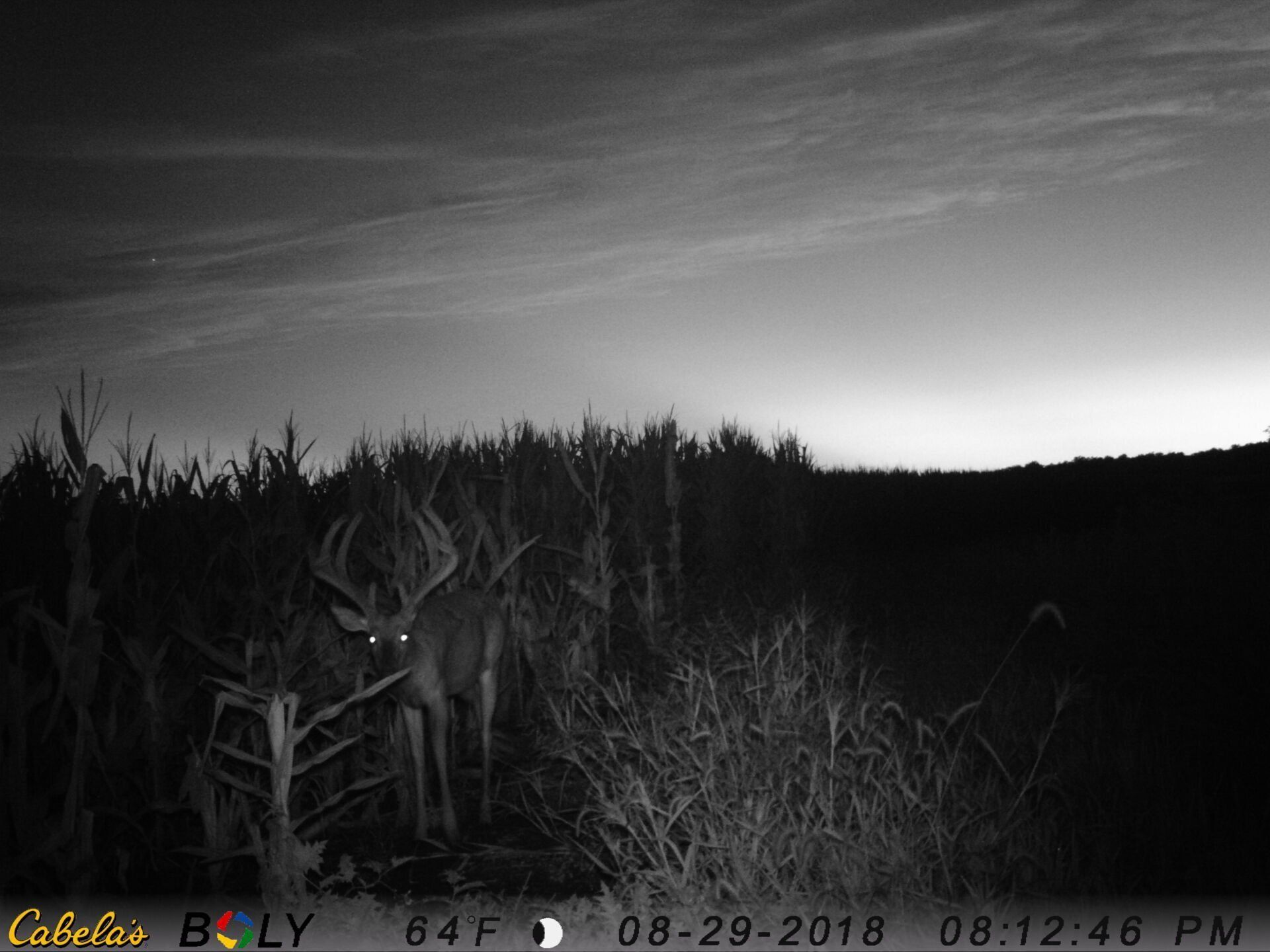 TRAIL CAMERA PICTURES