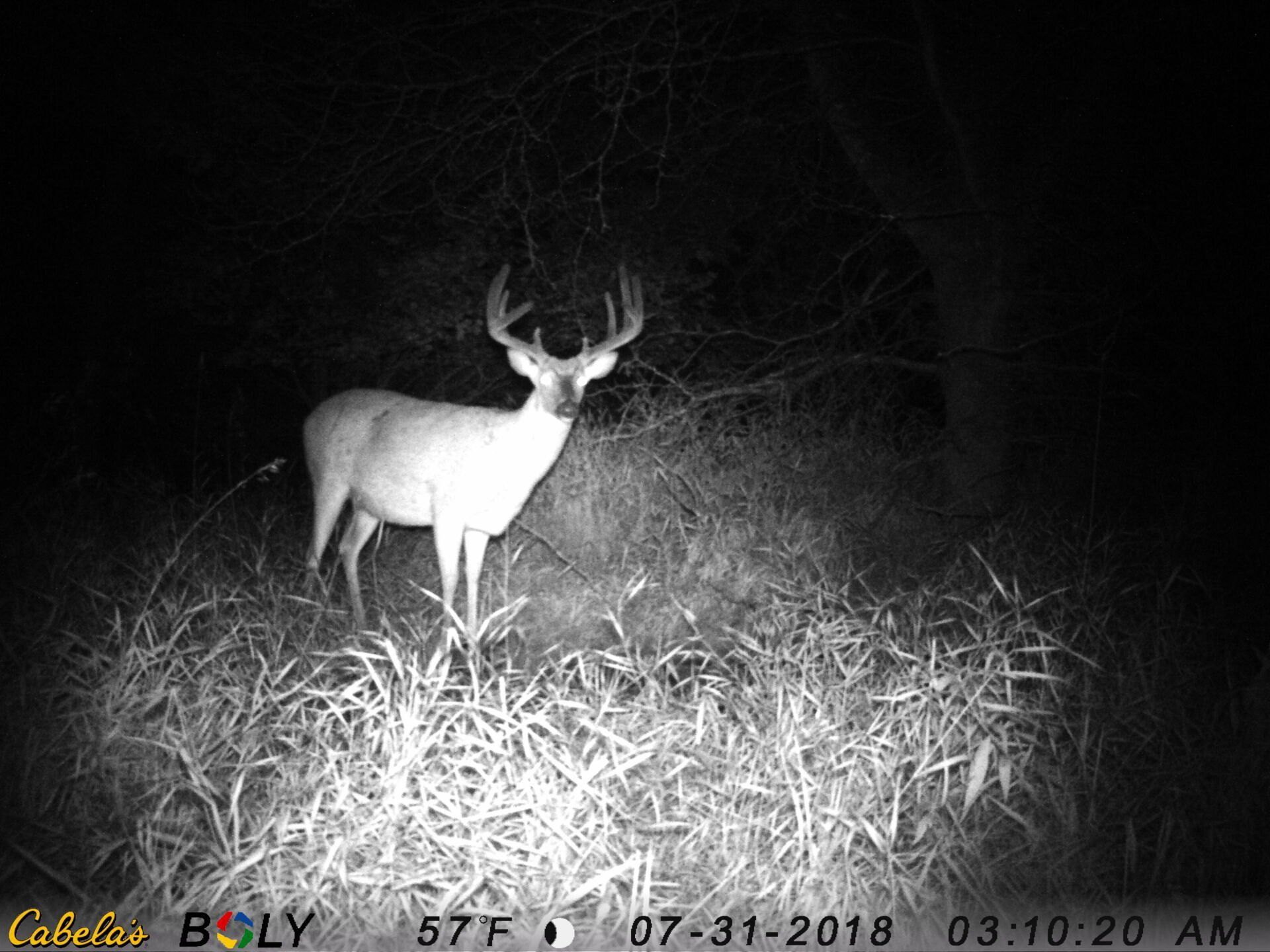 TRAIL CAMERA PICTURES