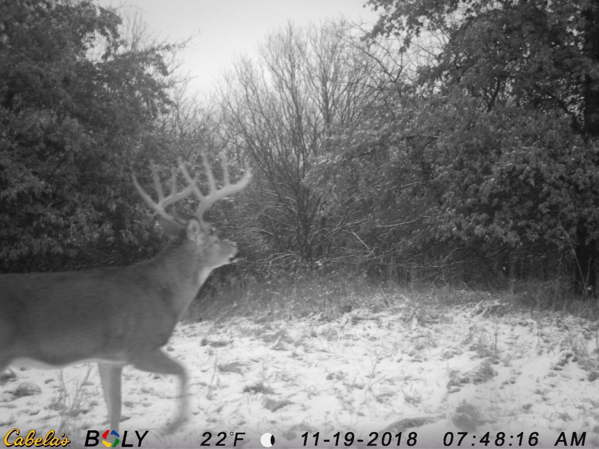 TRAIL CAMERA PICTURES