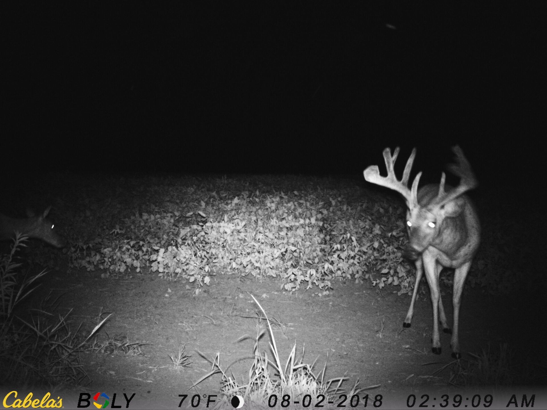TRAIL CAMERA PICTURES