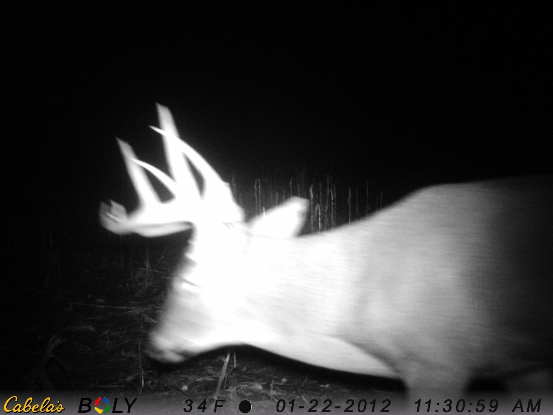 TRAIL CAMERA PICTURES
