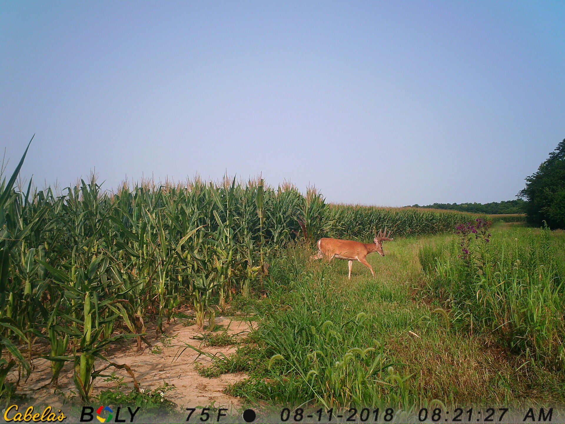 TRAIL CAMERA PICTURES