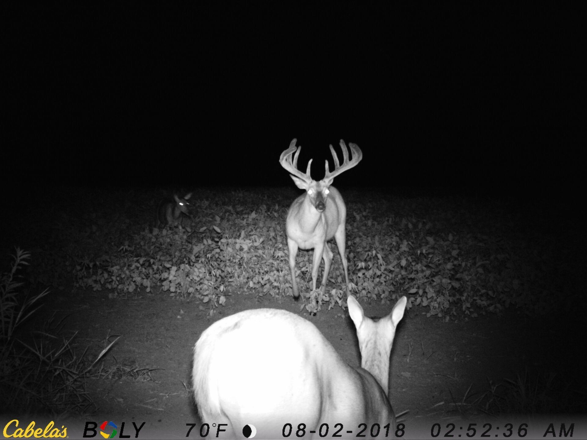 TRAIL CAMERA PICTURES