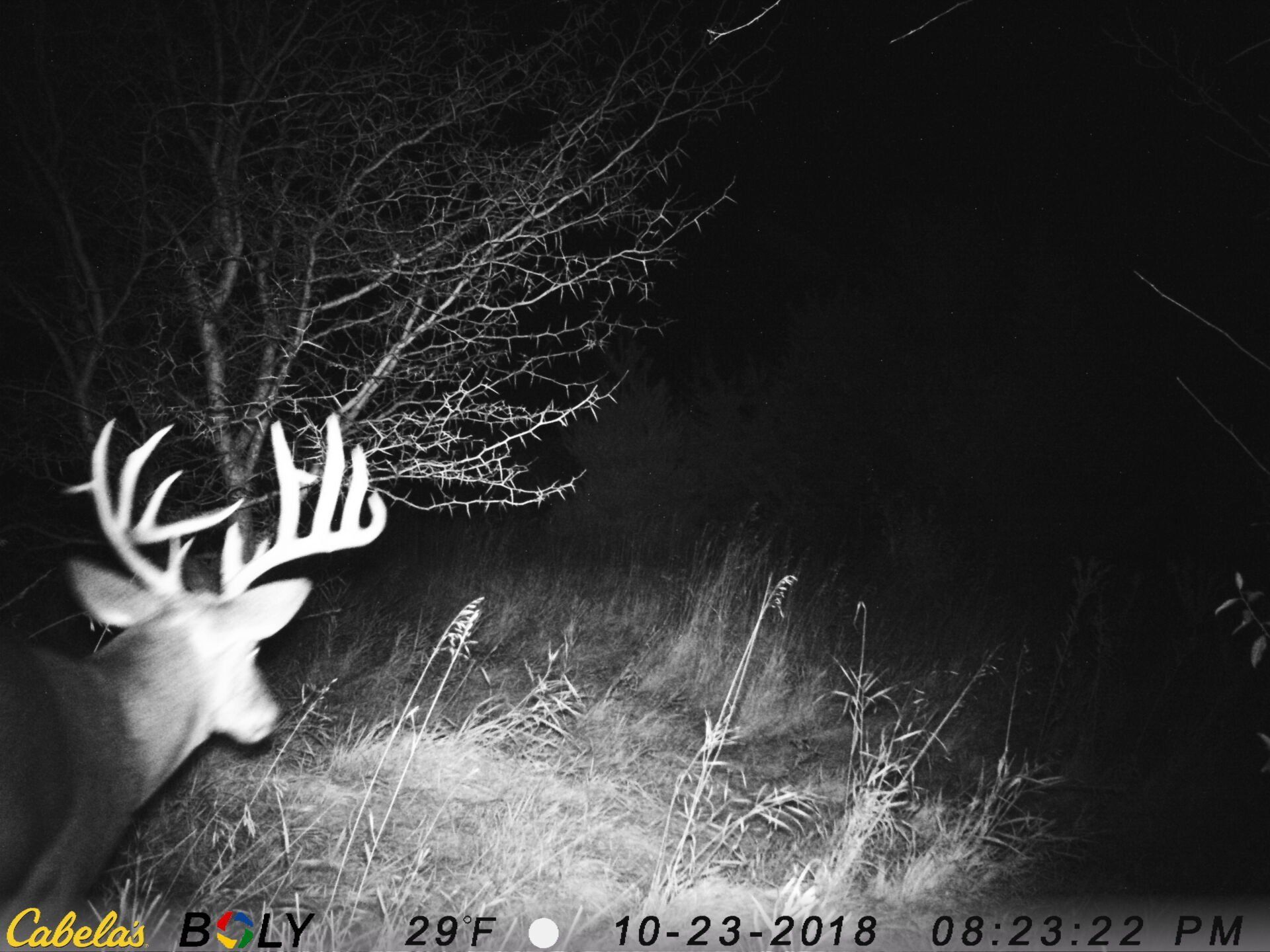 TRAIL CAMERA PICTURES