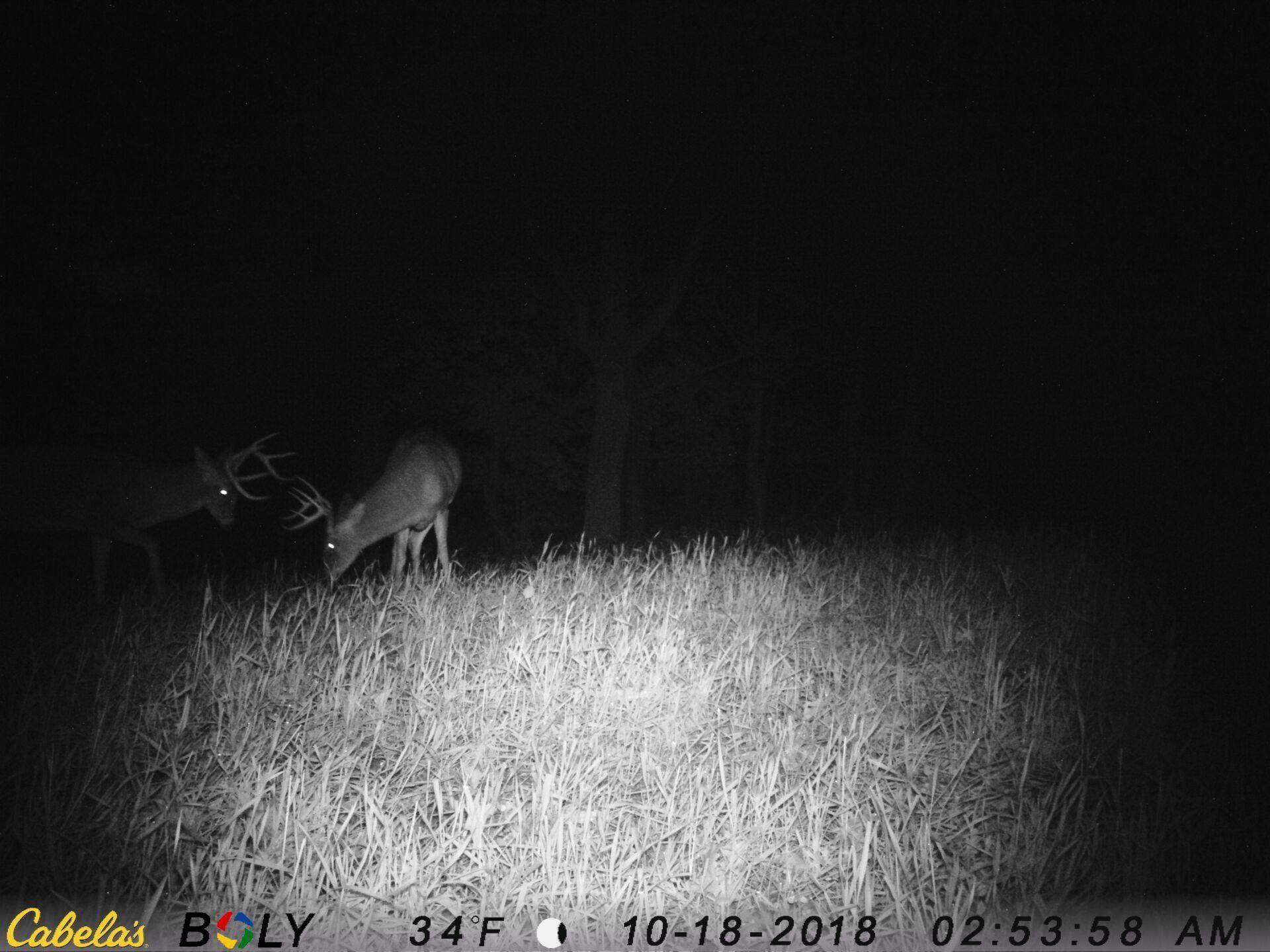 TRAIL CAMERA PICTURES