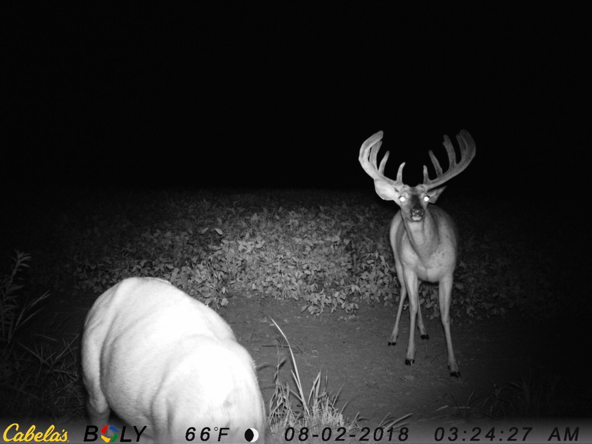 TRAIL CAMERA PICTURES