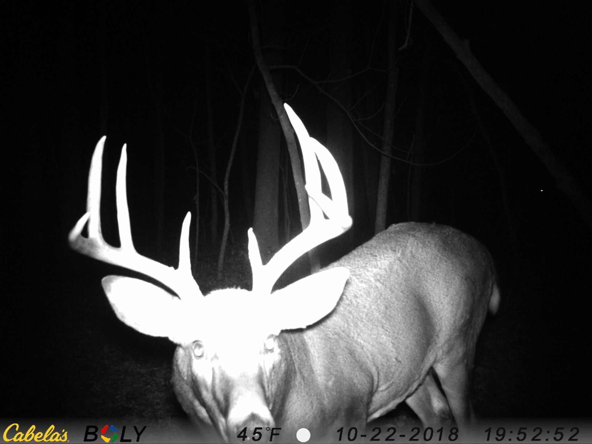 TRAIL CAMERA PICTURES