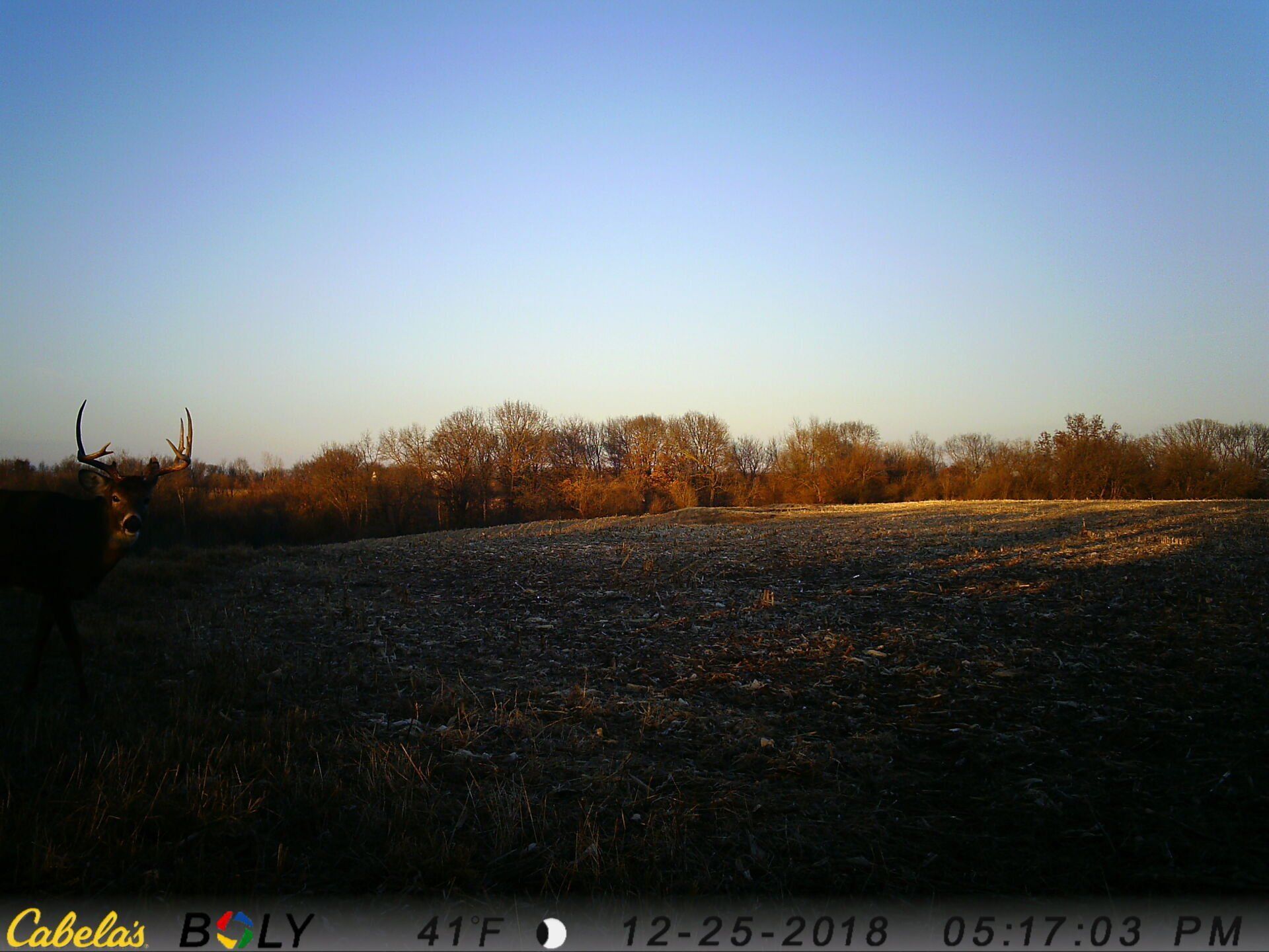 TRAIL CAMERA PICTURES